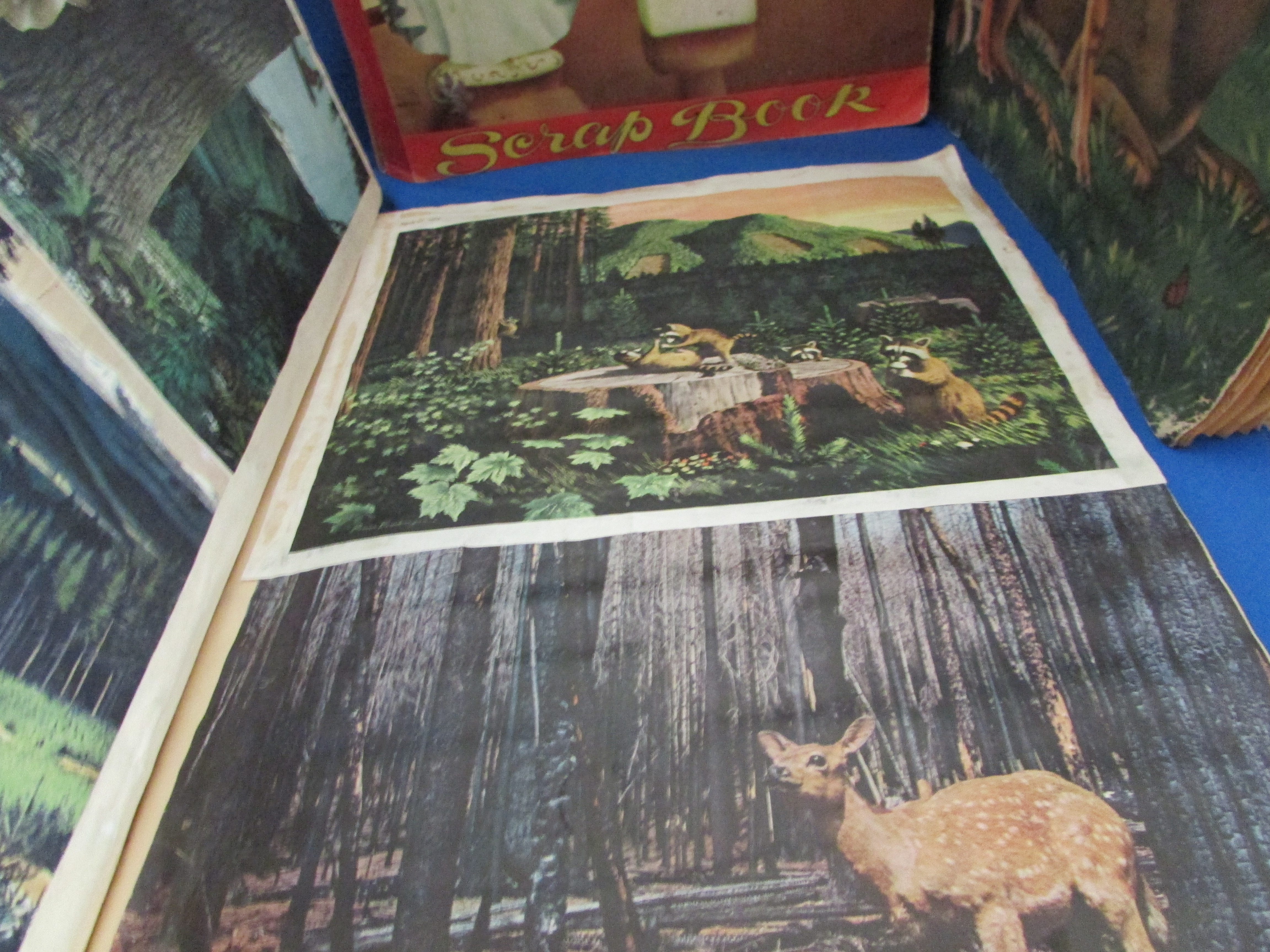 Four Old Scrap Books of Animals