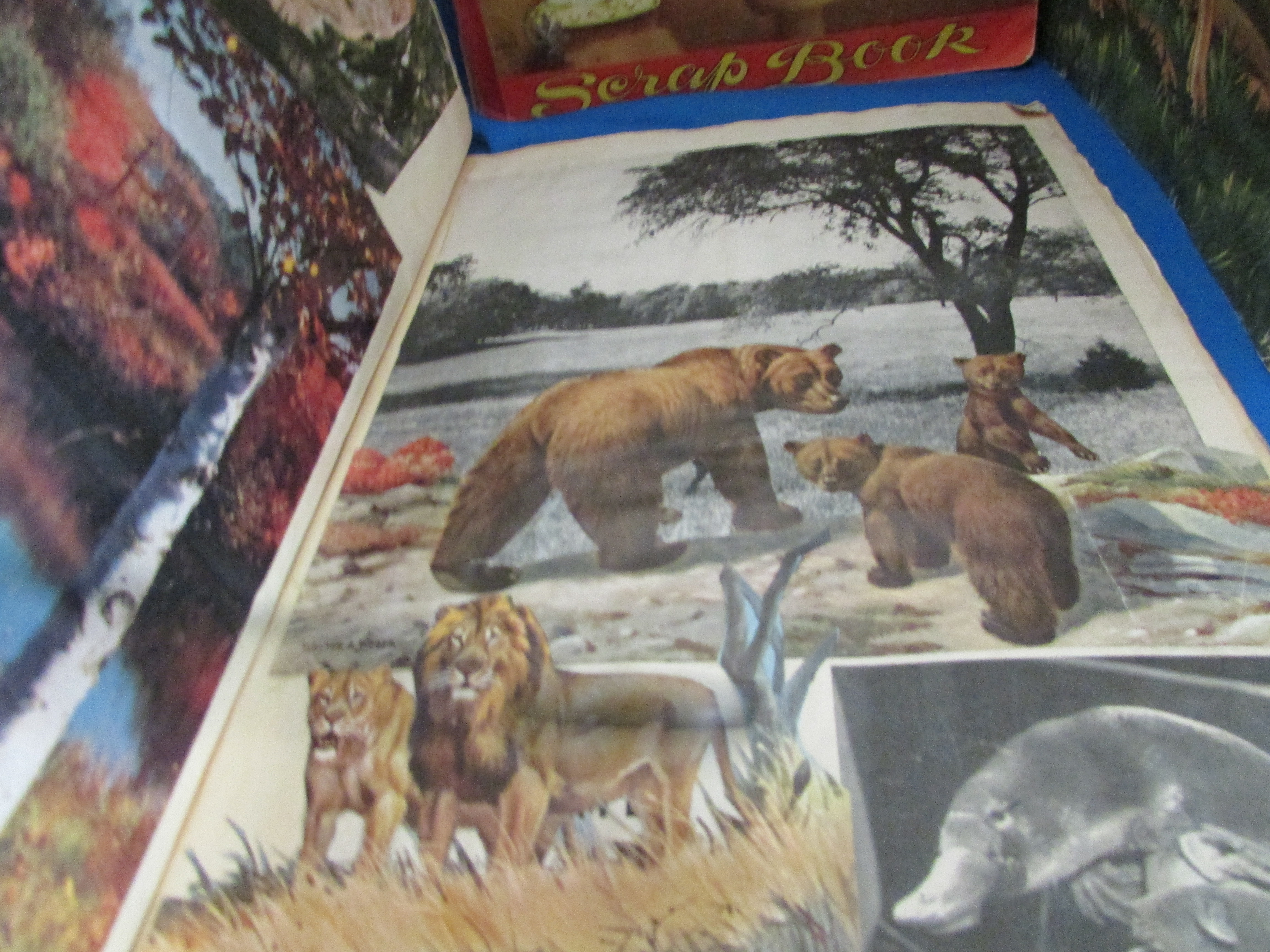 Four Old Scrap Books of Animals