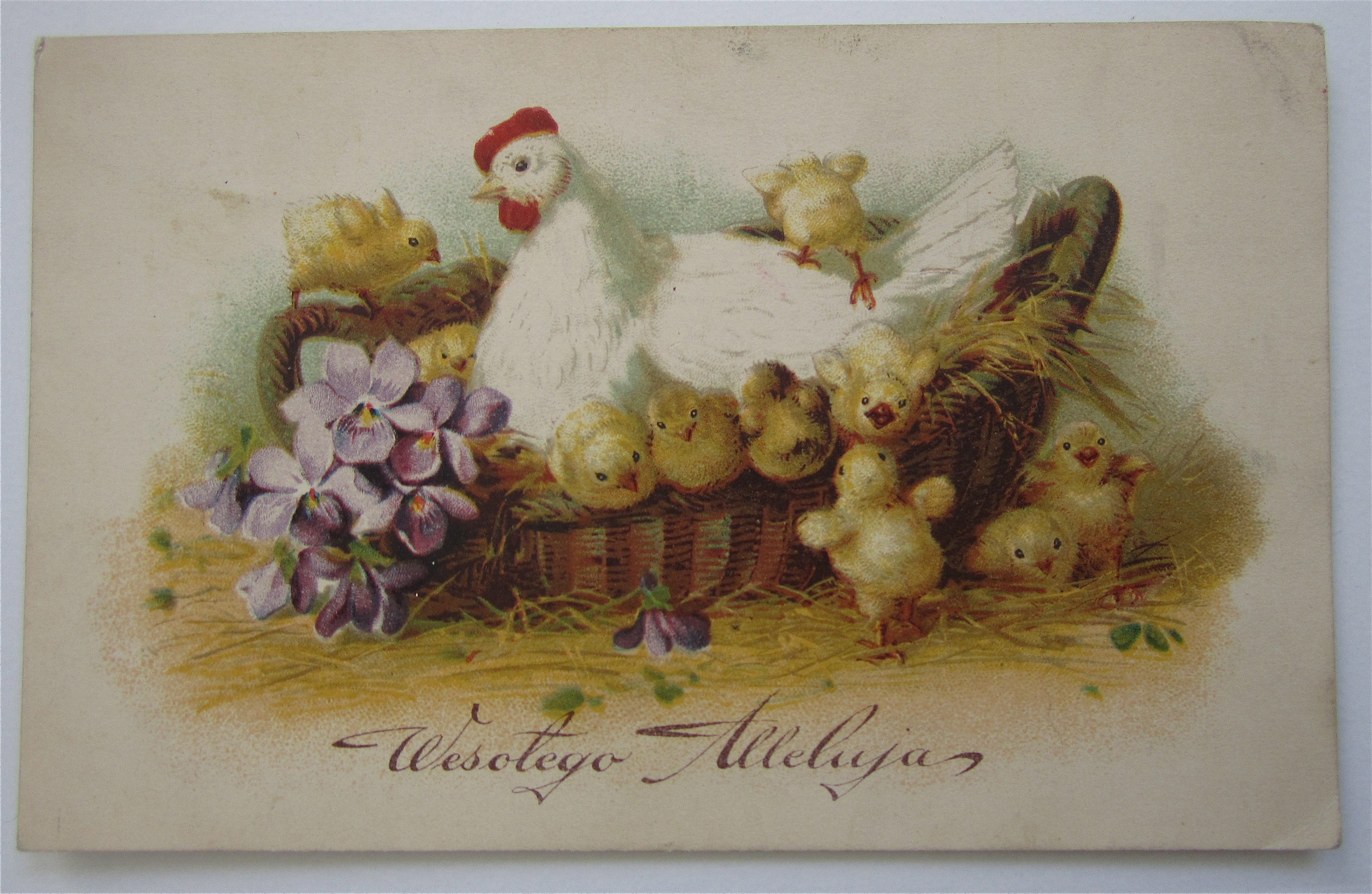 Mother Chicken Watching Baby Chickens Postcard
