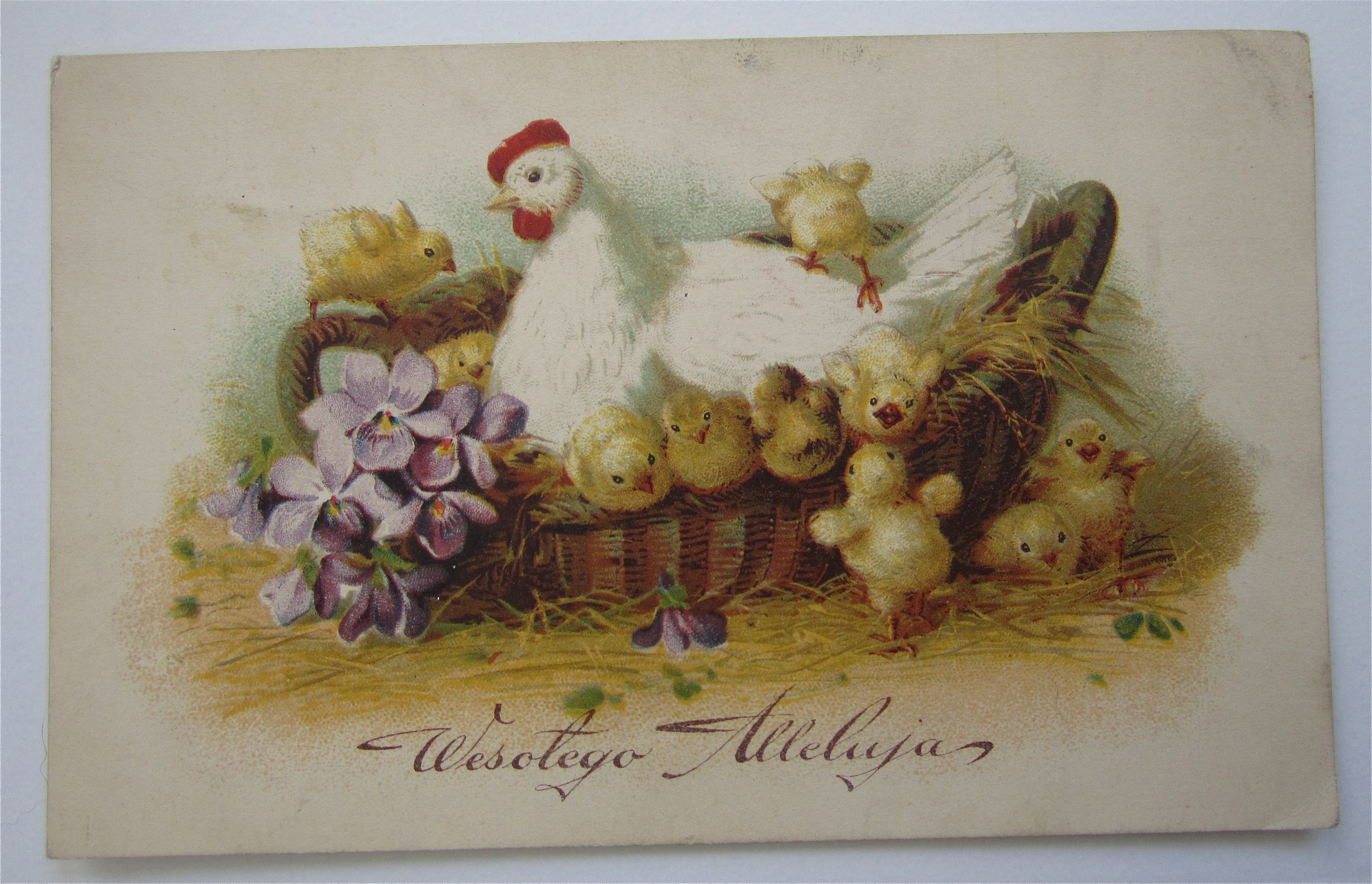 Mother Chicken Watching Baby Chickens Postcard