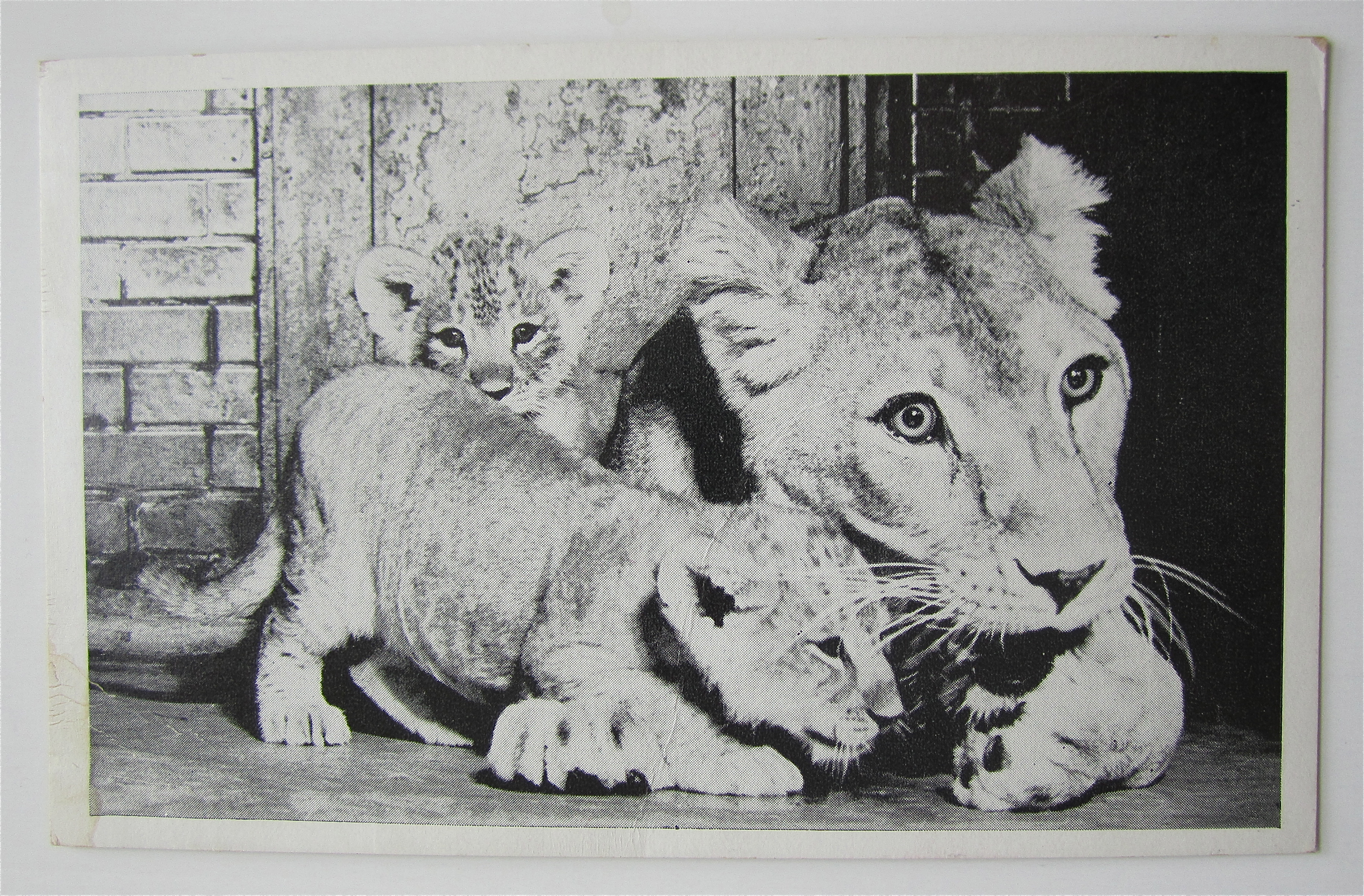 The Twin Lioness Cubs Postcard
