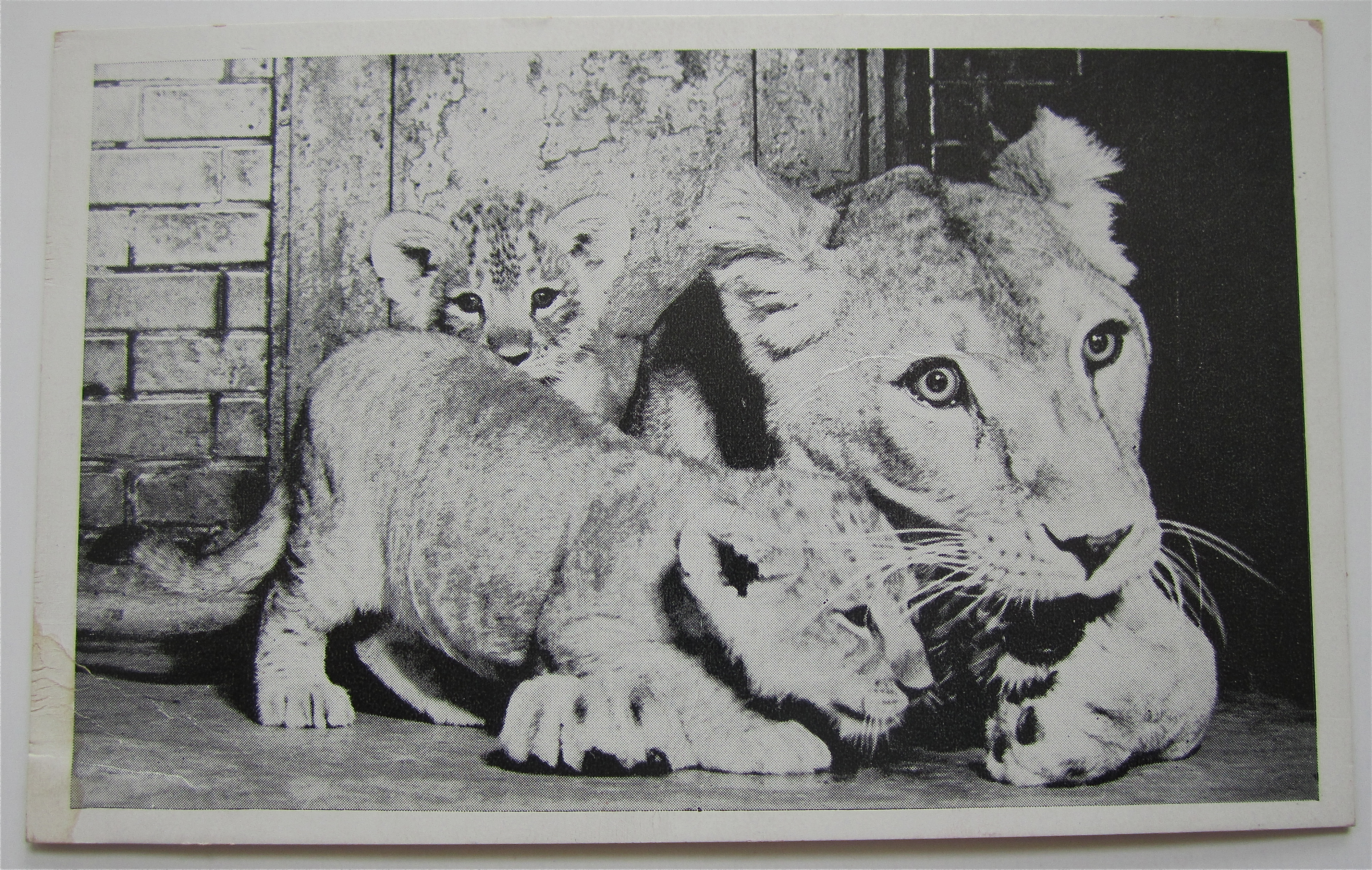 The Twin Lioness Cubs Postcard