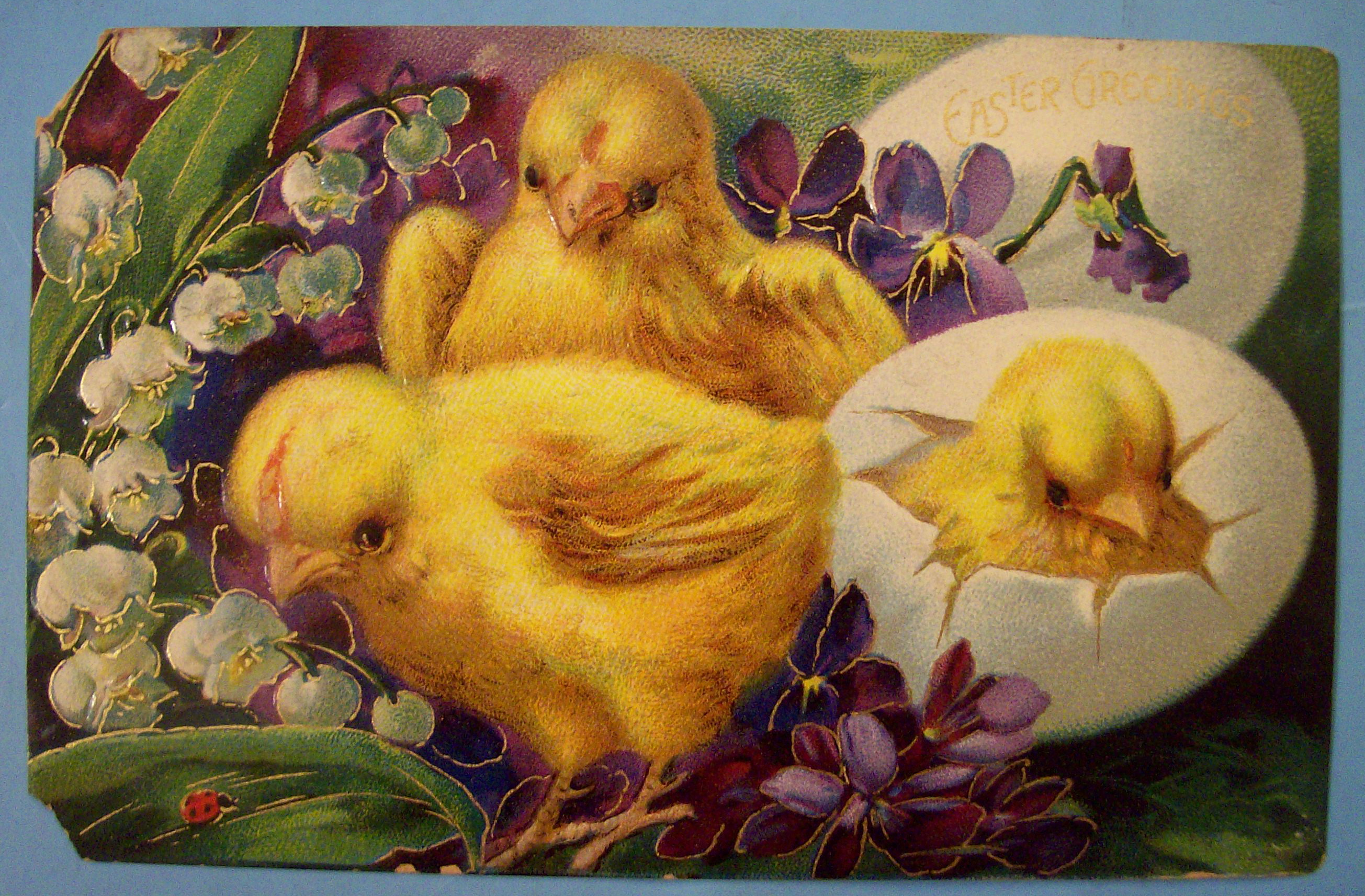 Easter Greetings Postcard w/Chicks & 1 Chick Hatching