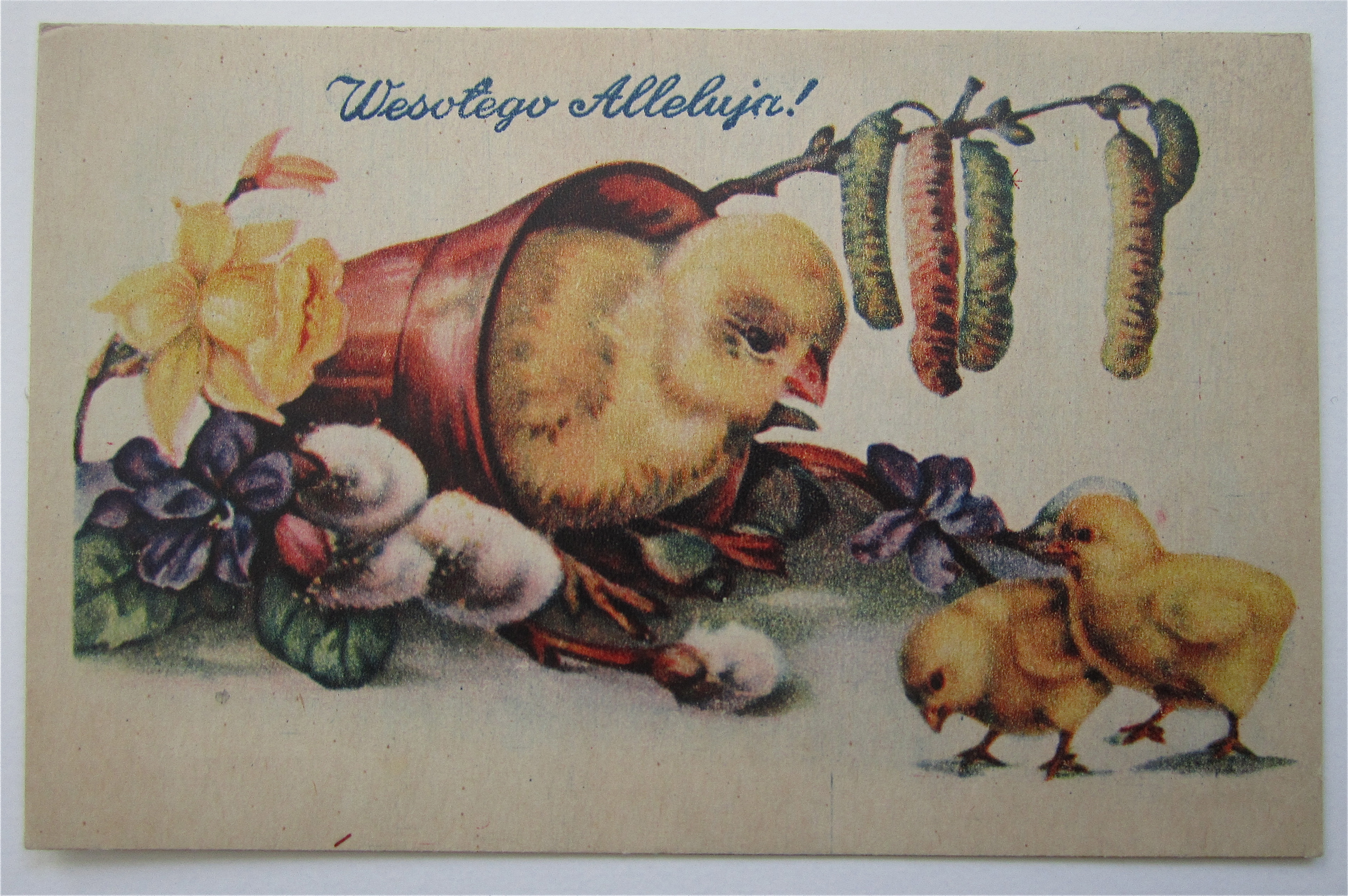 Mother Chick Watching Baby Chicks Postcard