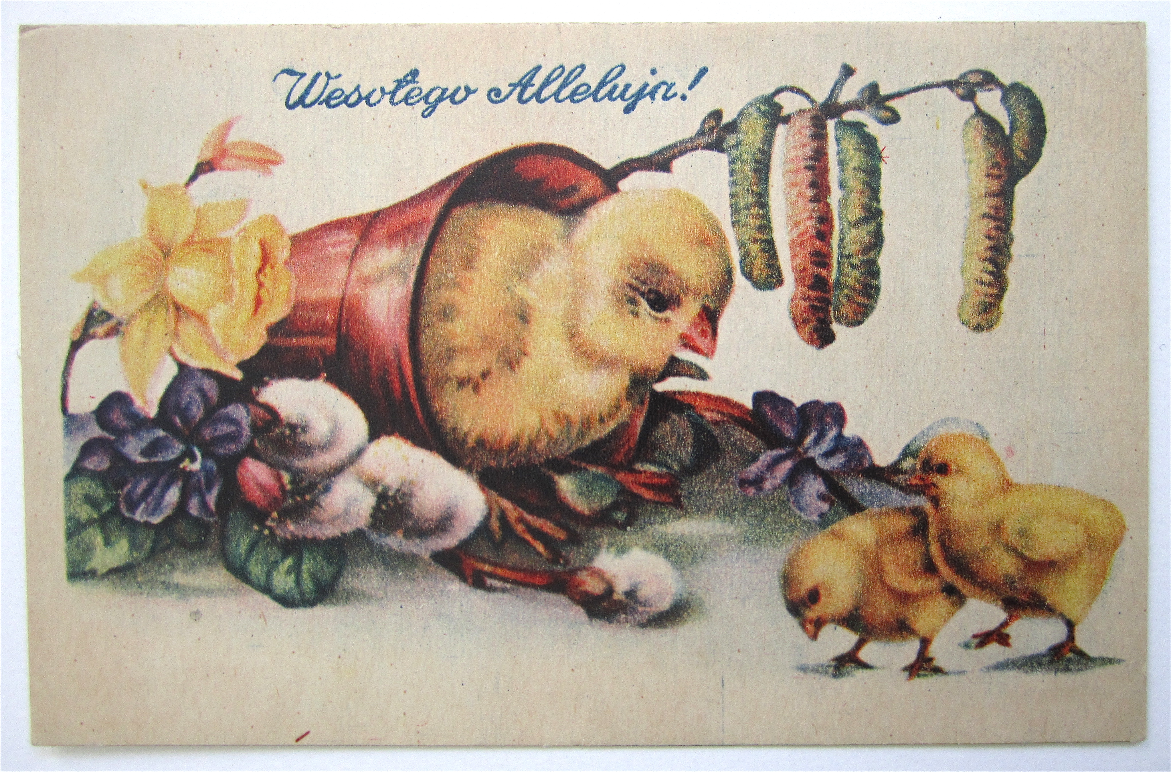 Mother Chick Watching Baby Chicks Postcard