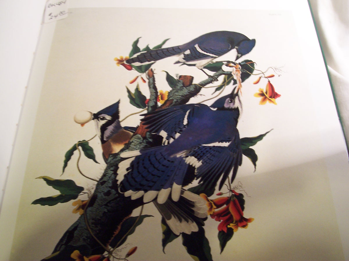Audubons Birds Book with dust jacket 1991