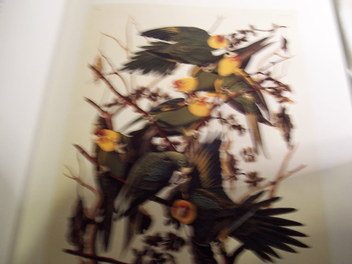 Audubons Birds Book with dust jacket 1991