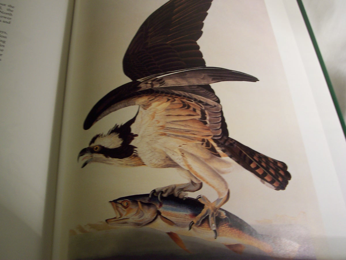 Audubons Birds Book with dust jacket 1991