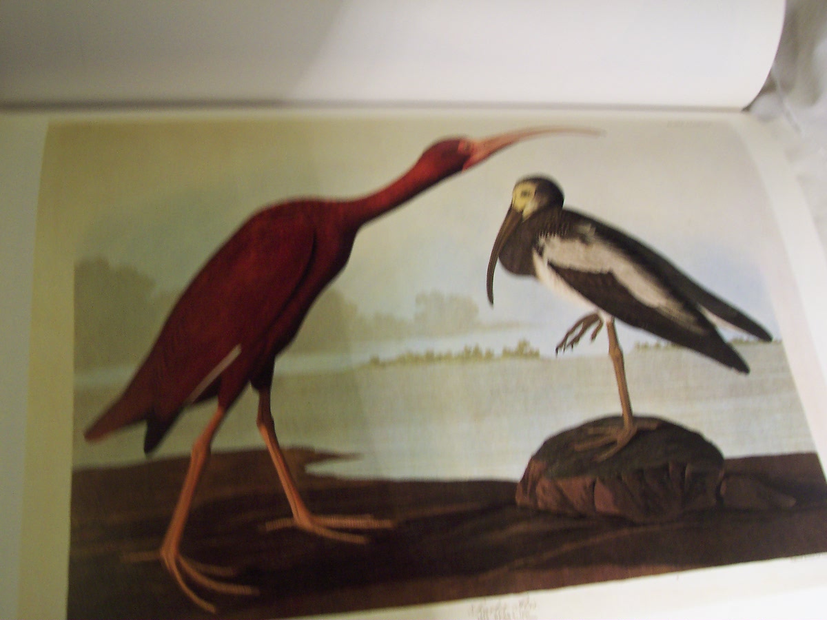 Audubons Birds Book with dust jacket 1991