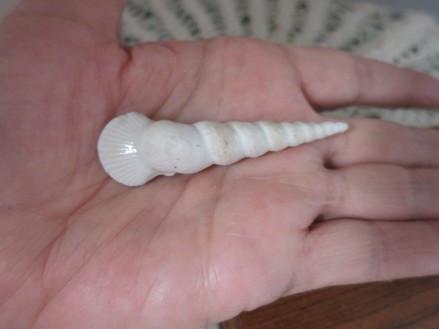 Vintage Salt Spoon Snuff Spoon Unicorn Shell