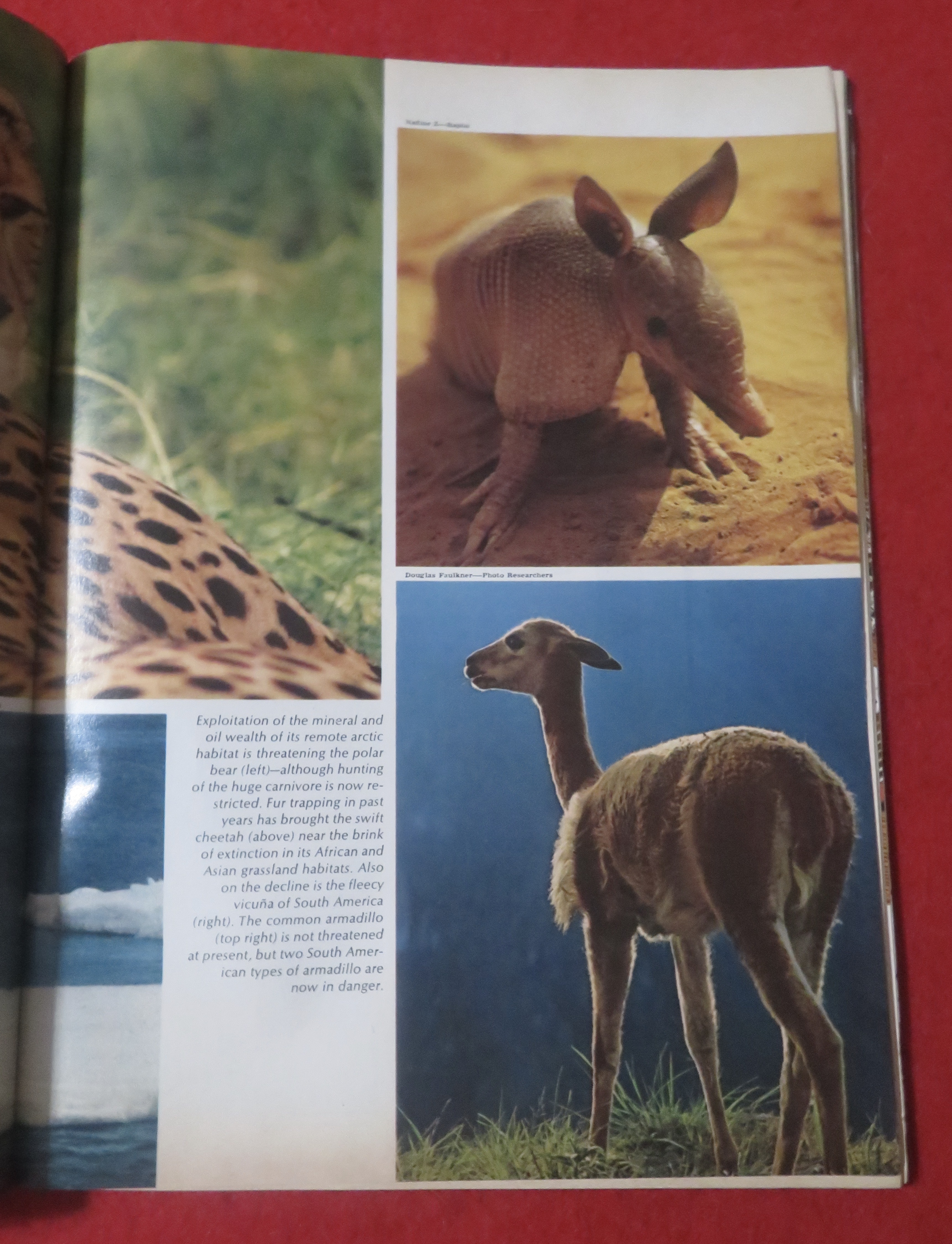 Newsweek Magazine January 6, 1975 Wildlife In Danger