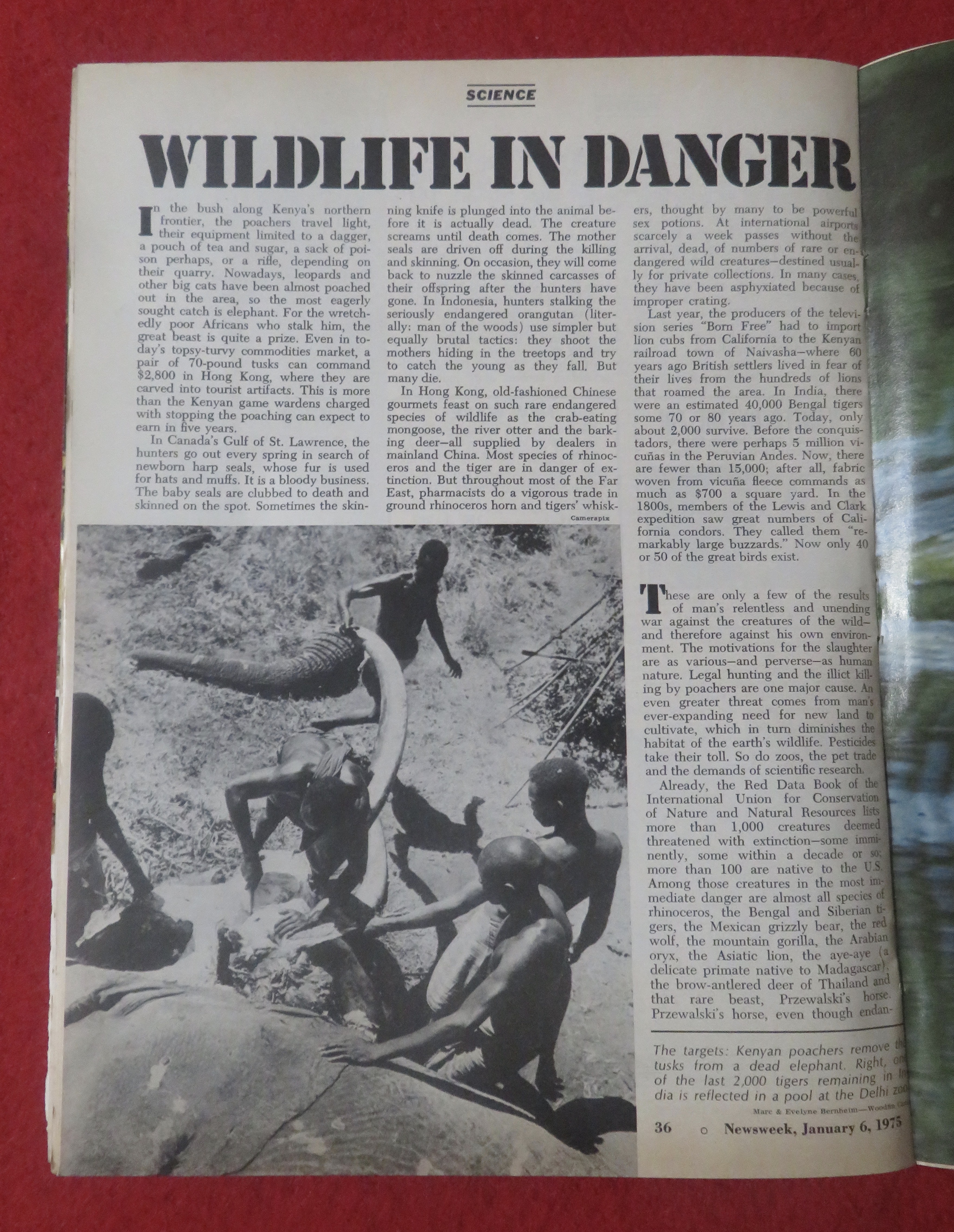Newsweek Magazine January 6, 1975 Wildlife In Danger
