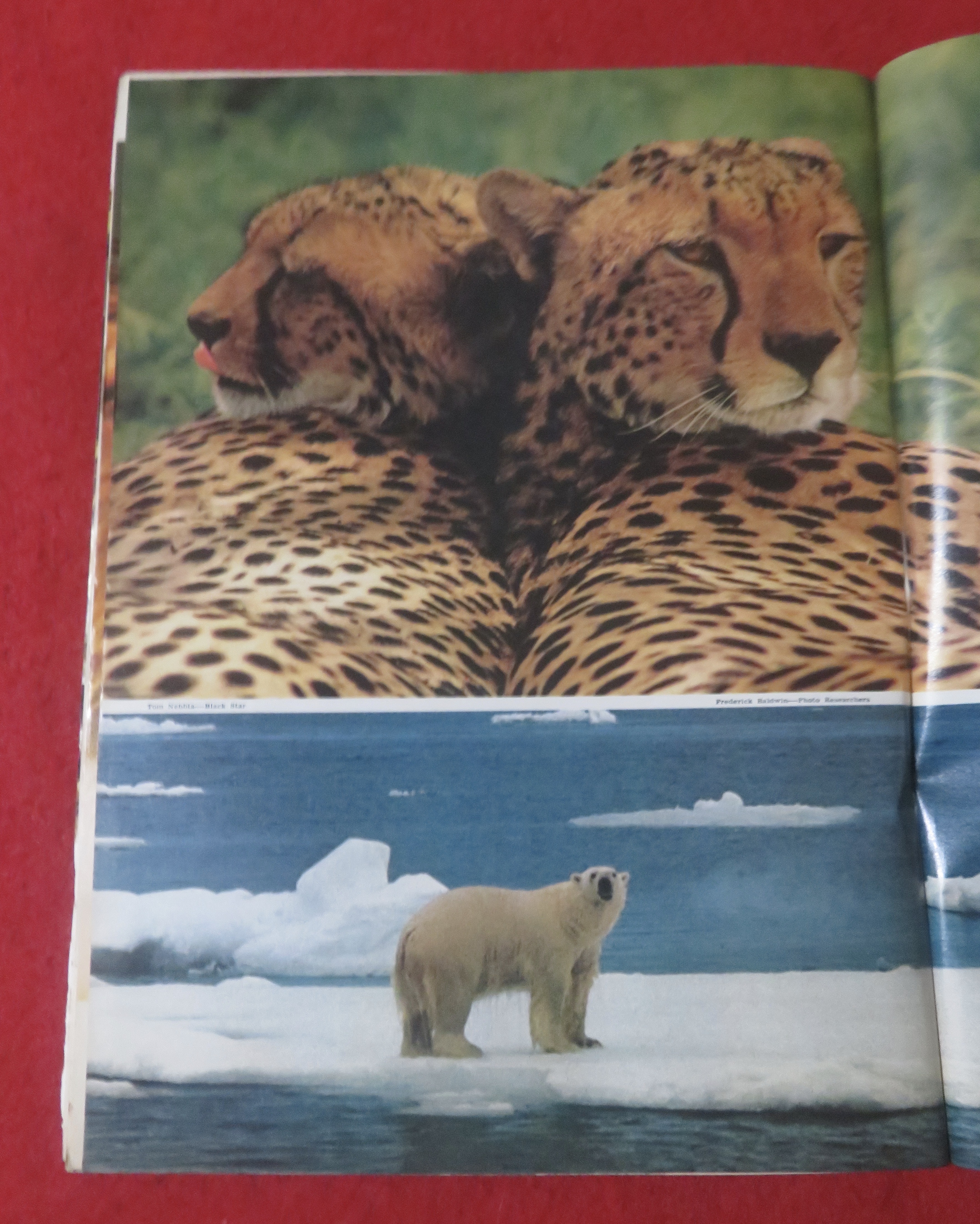 Newsweek Magazine January 6, 1975 Wildlife In Danger