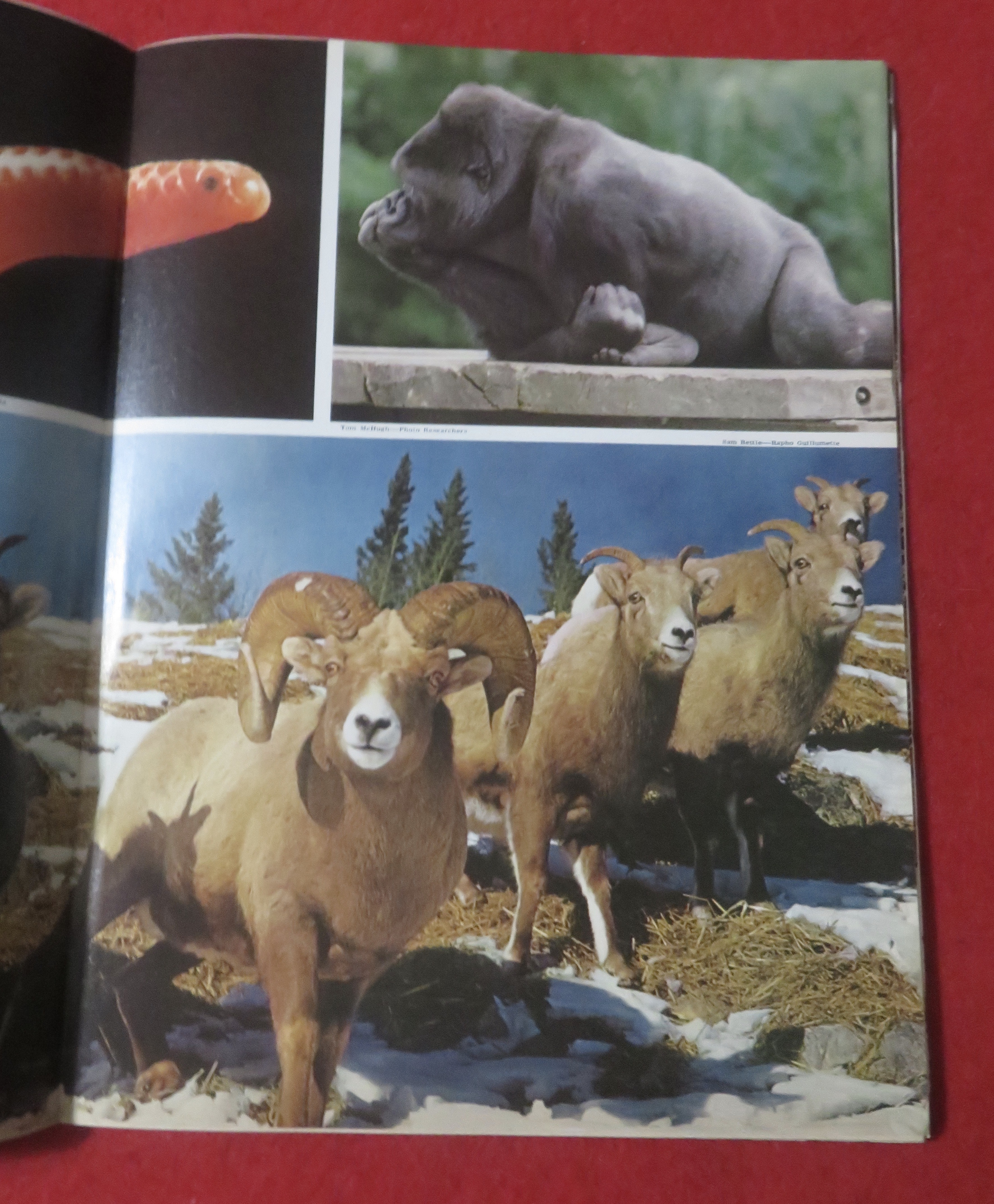 Newsweek Magazine January 6, 1975 Wildlife In Danger