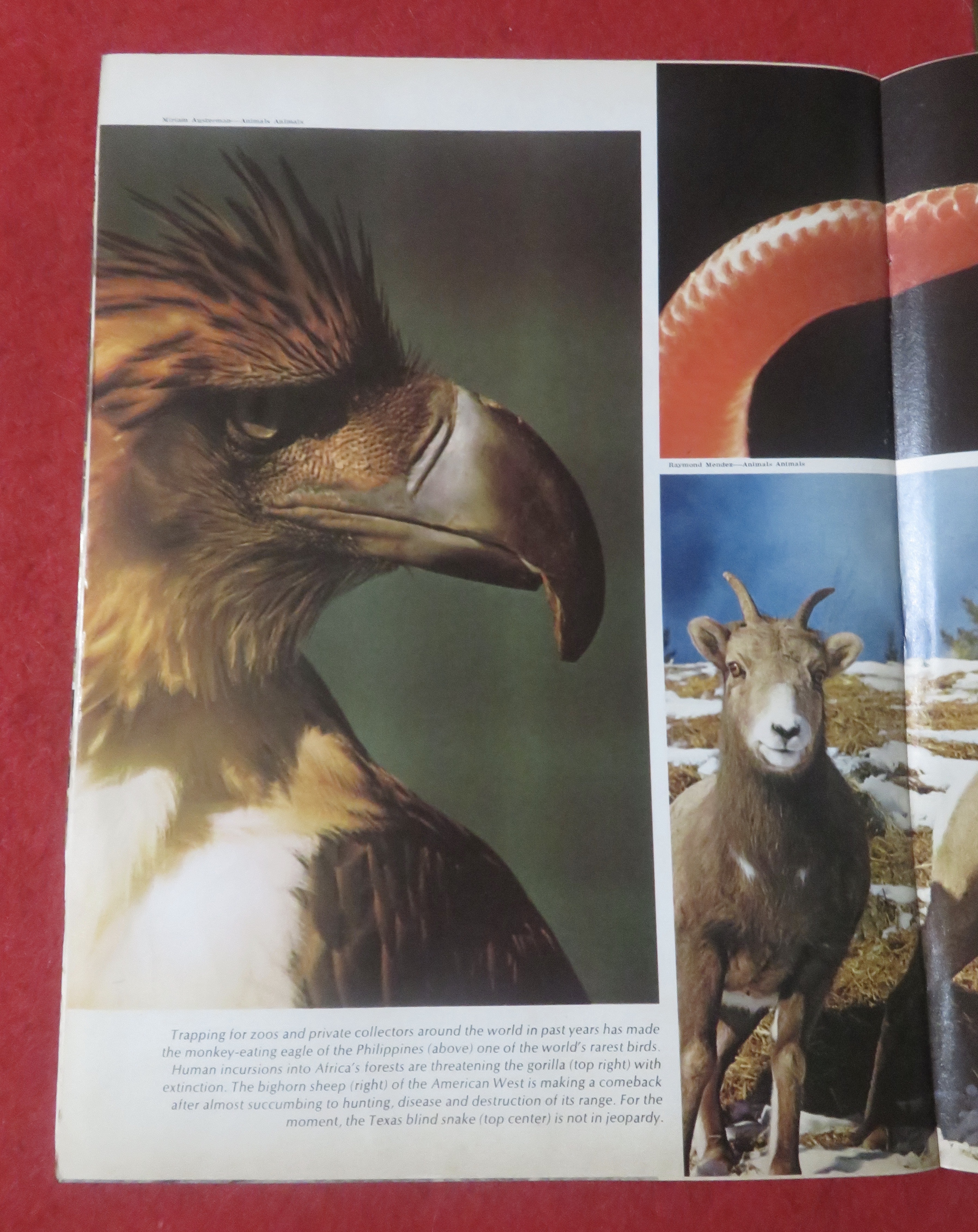 Newsweek Magazine January 6, 1975 Wildlife In Danger