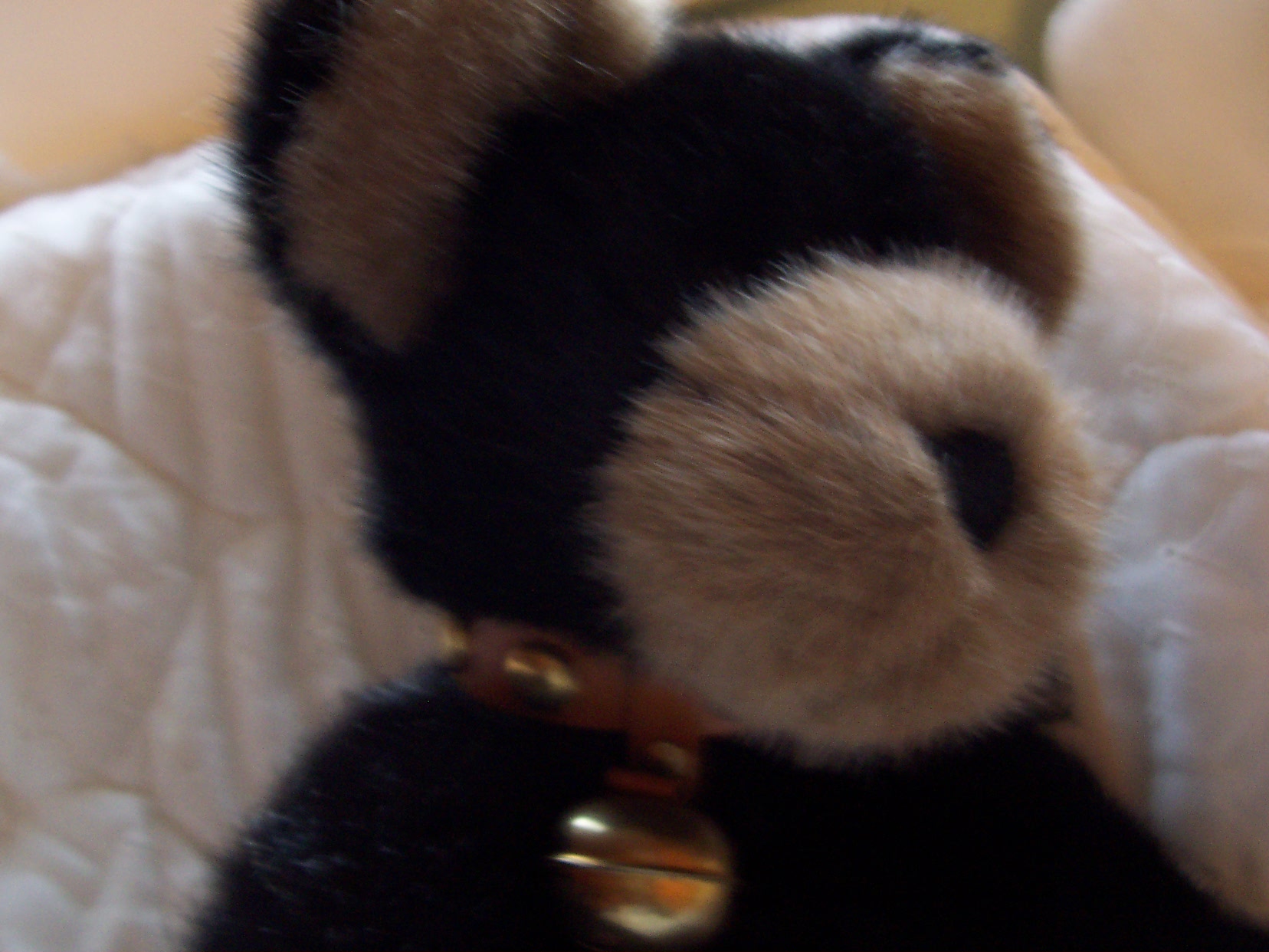 Boyds Bear Burlington P  Beanster with tags