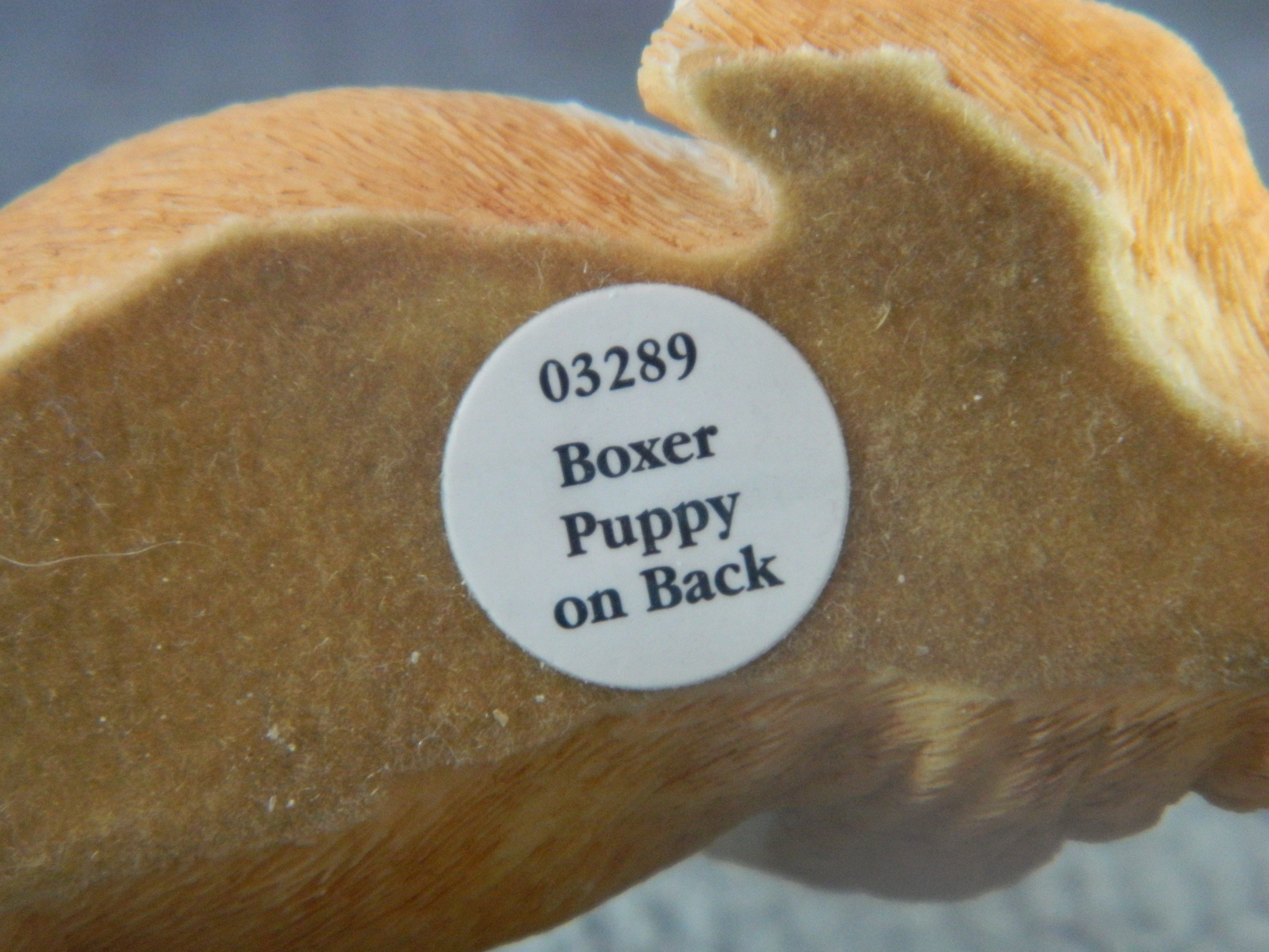 Border Fine Arts Boxer Dog Puppy on Back