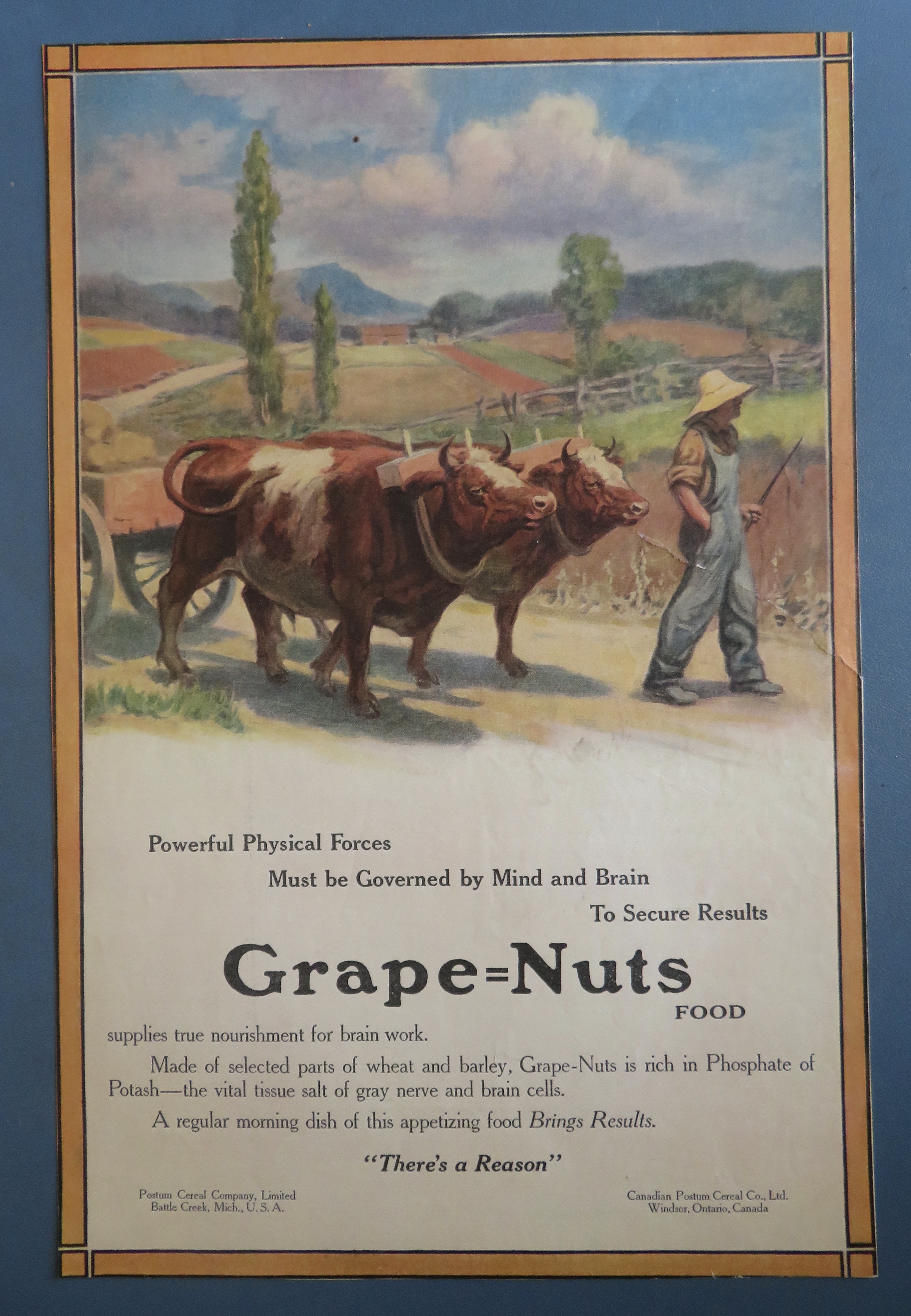 1912 Grape Nuts Cereal with Farmer Walking with 2 Cows