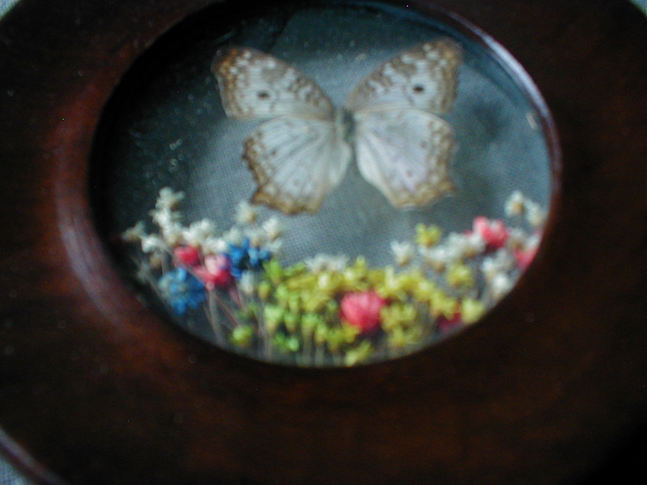 Butterfly Plaques from Brazil