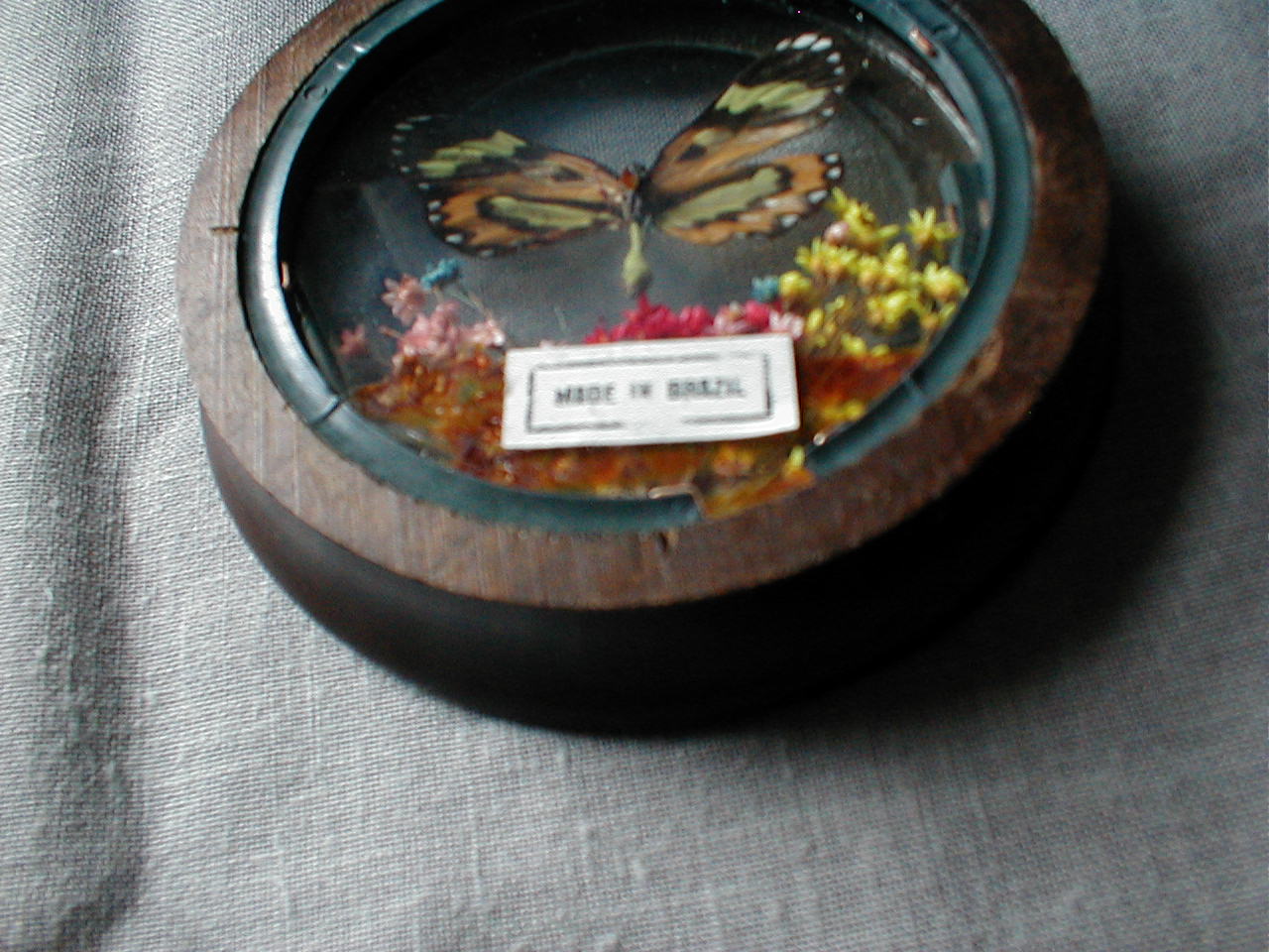 Butterfly Plaques from Brazil