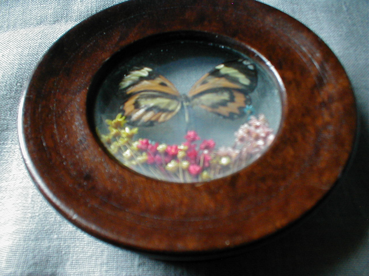 Butterfly Plaques from Brazil