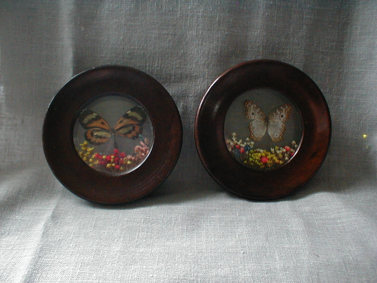 Butterfly Plaques from Brazil