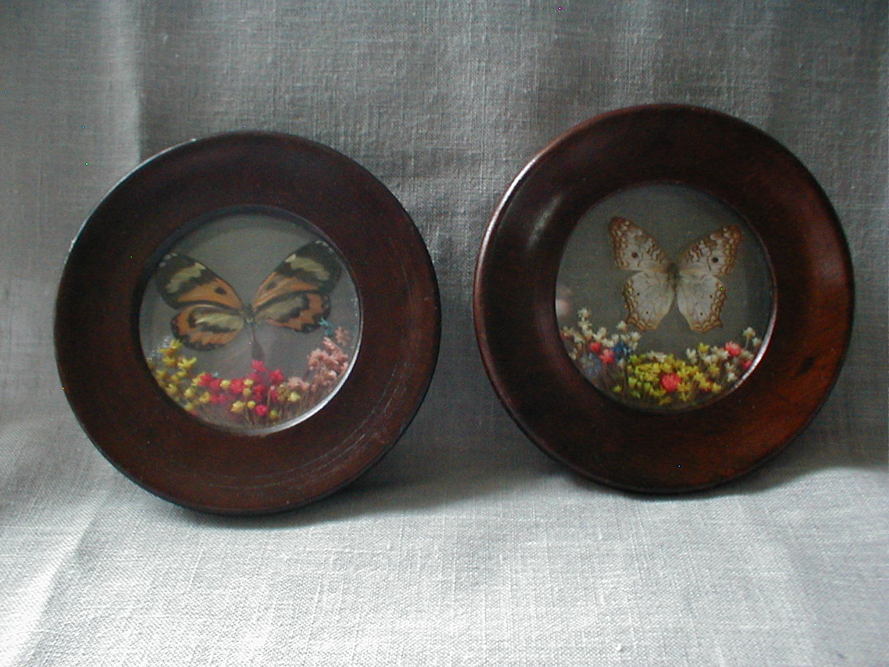 Butterfly Plaques from Brazil
