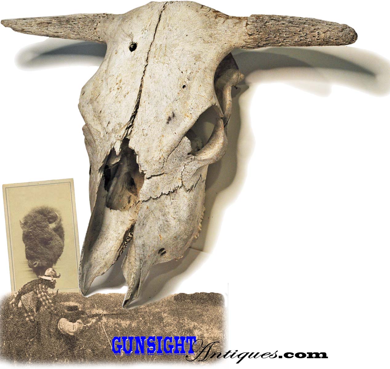 old West – relic Buffalo Skull