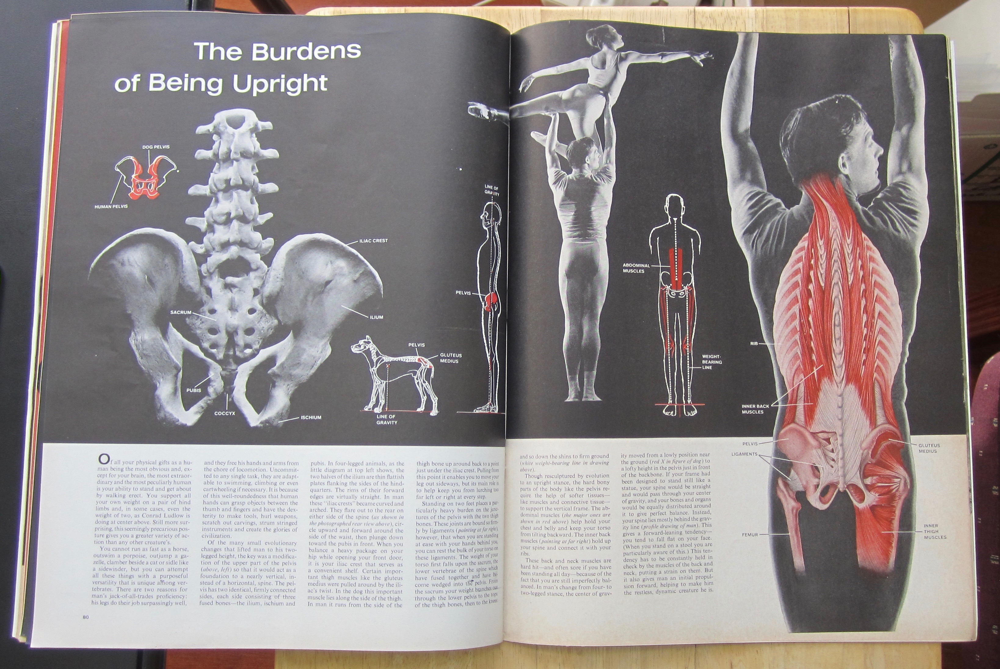 Life  Magazine-October 26, 1962-The Human Body