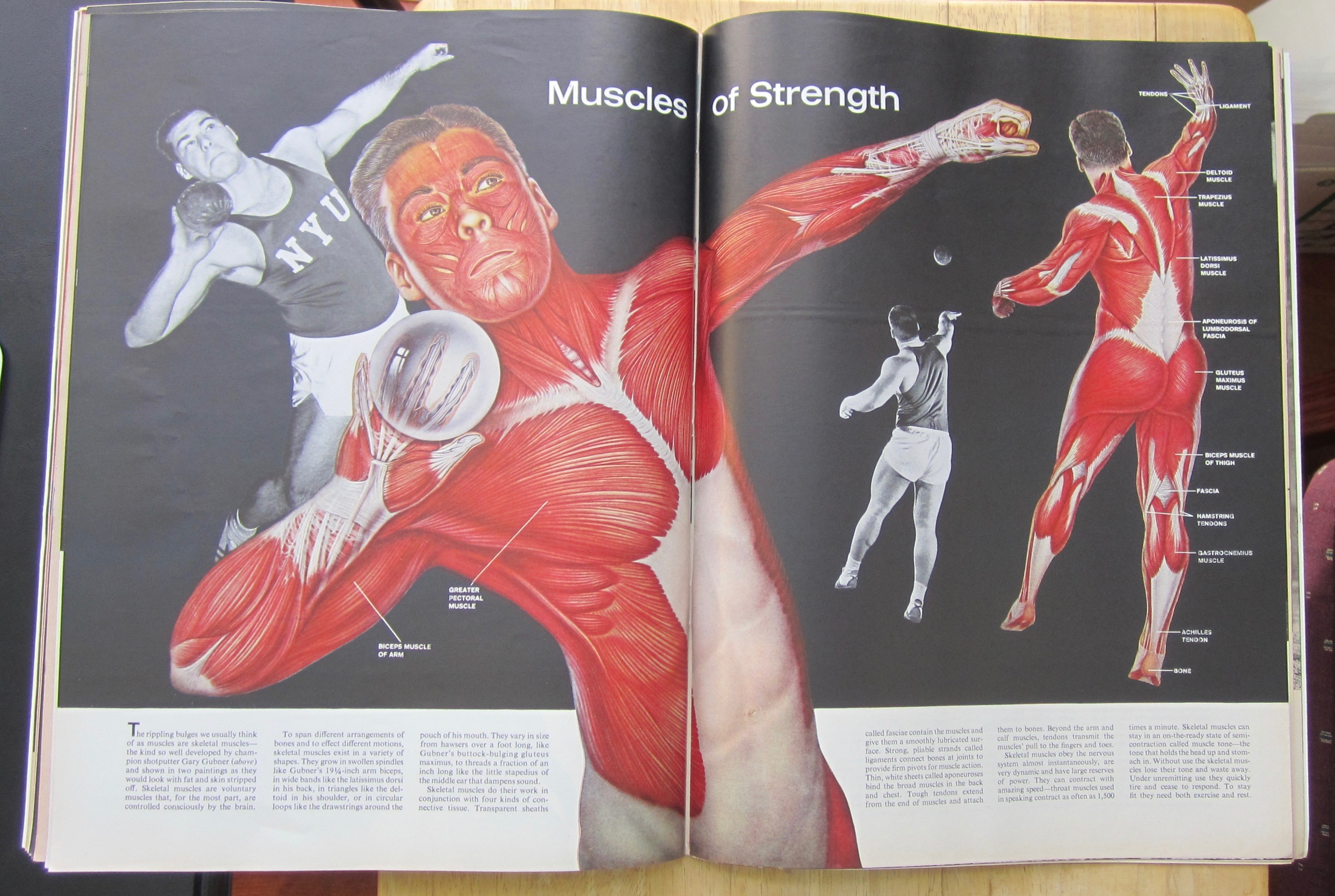Life  Magazine-October 26, 1962-The Human Body