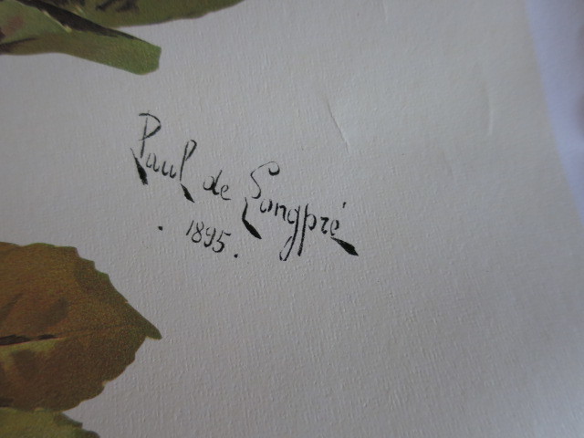 Roses Paul de Songpre Antique Classic Collection 1989 Gallery Gra