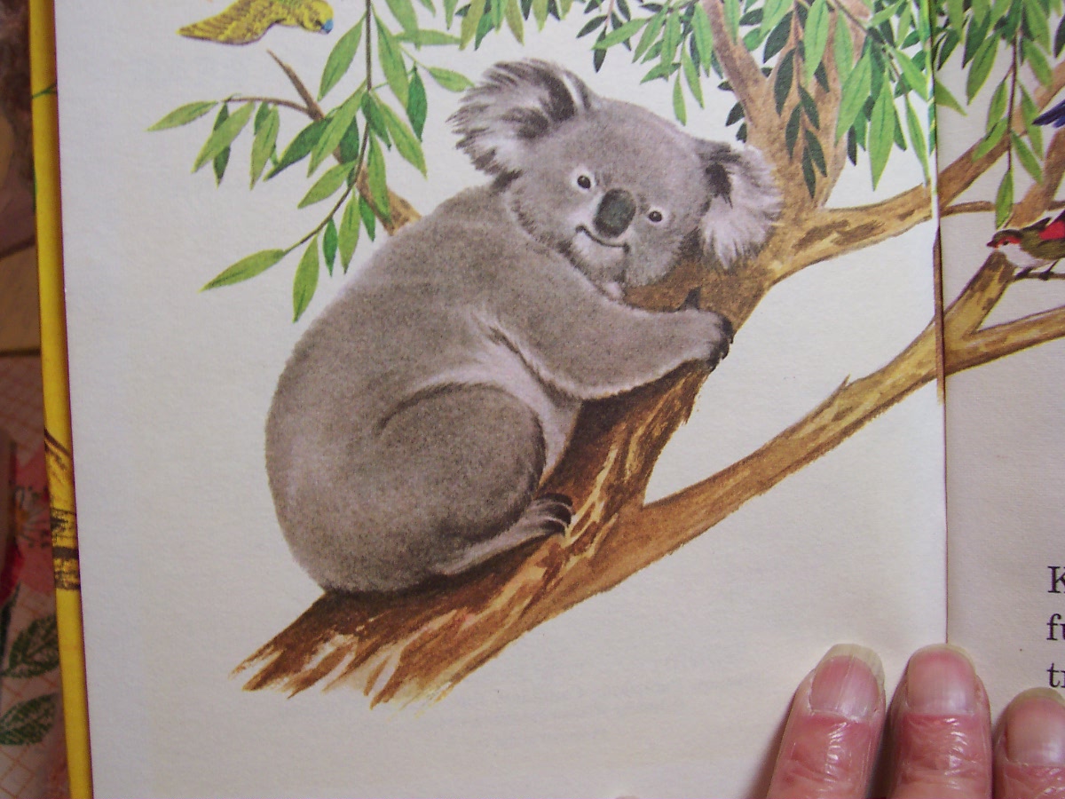 Kobo The Koala Bear 1968 Marjorie Schwalje