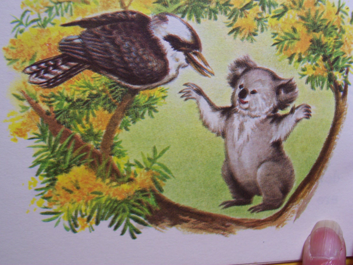 Kobo The Koala Bear 1968 Marjorie Schwalje