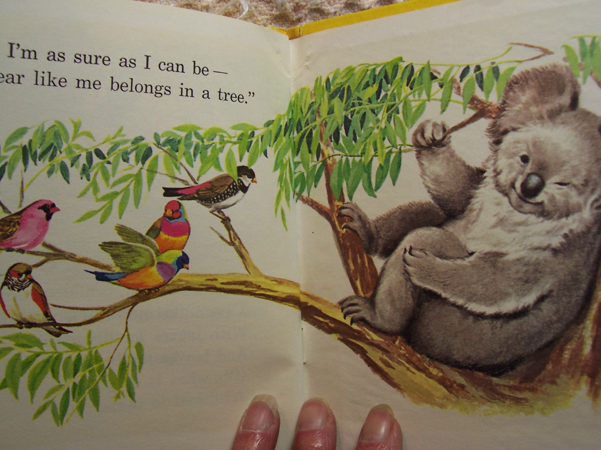 Kobo The Koala Bear 1968 Marjorie Schwalje