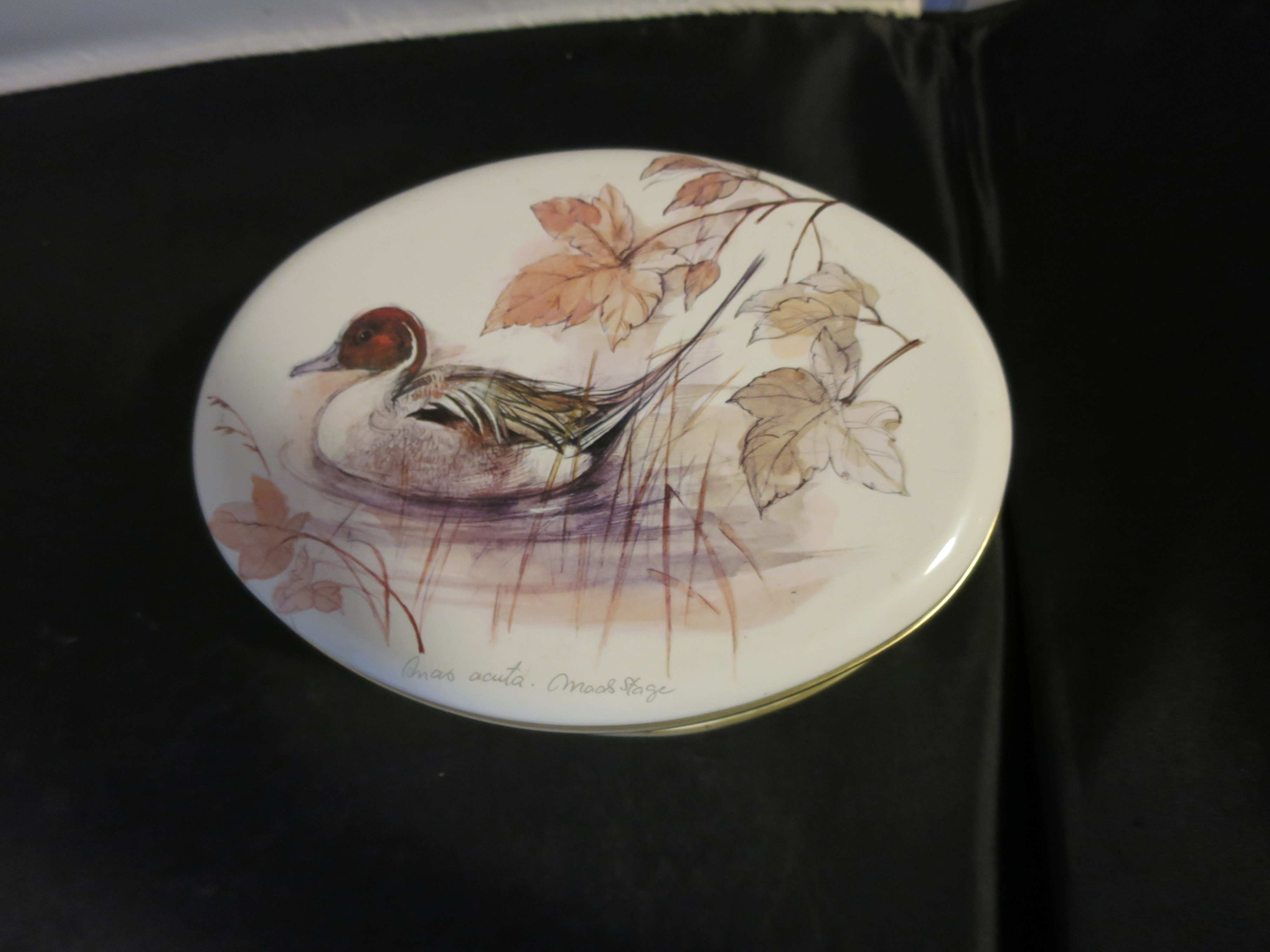 Duck Tin Made in England signed Anab acuta Moos Stage