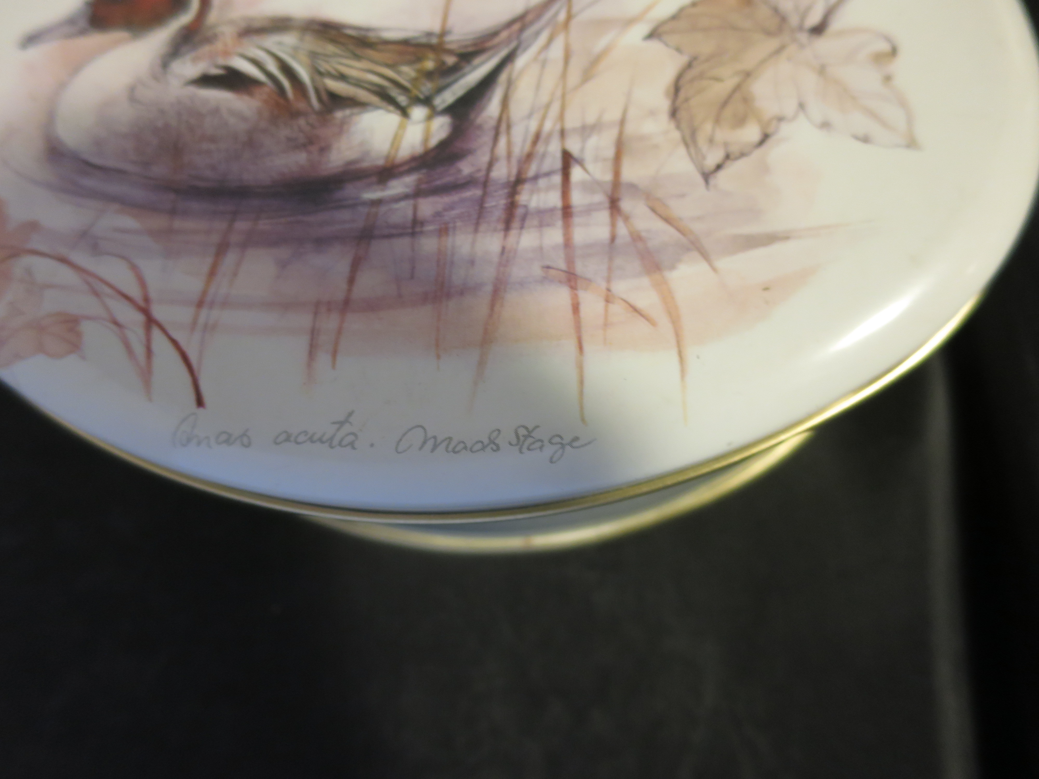 Duck Tin Made in England signed Anab acuta Moos Stage
