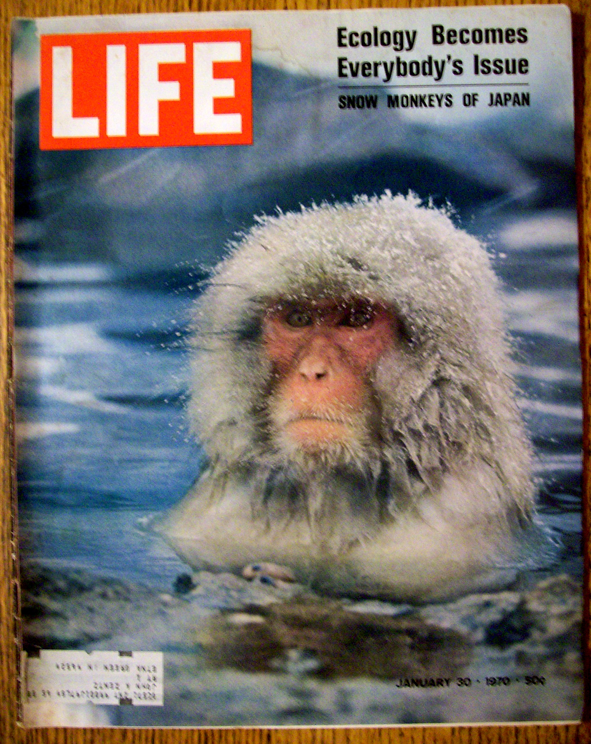 Life Magazine - January 30, 1970 - Snow Monkey