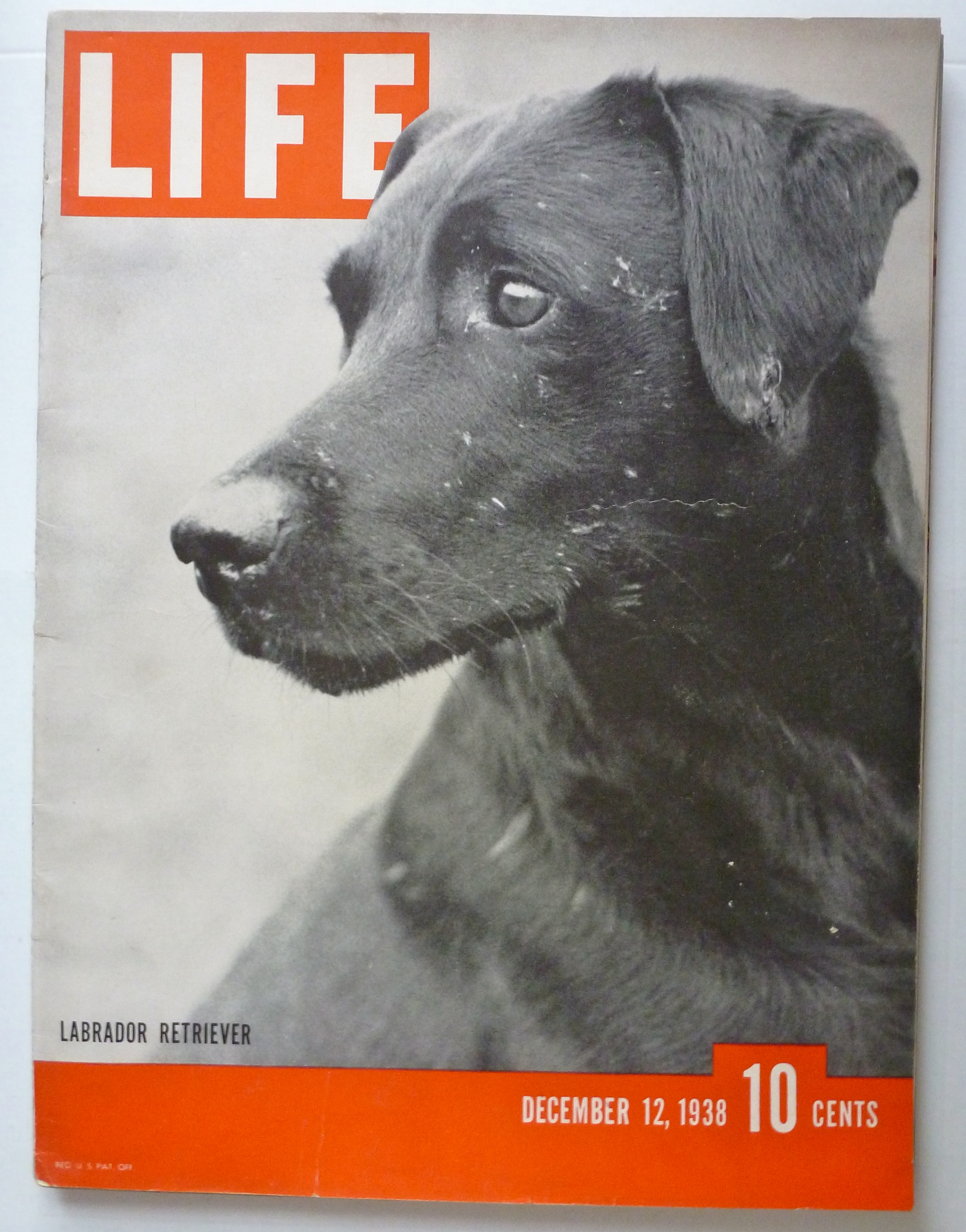 Life Magazine December 12, 1938 Labrador Retriever