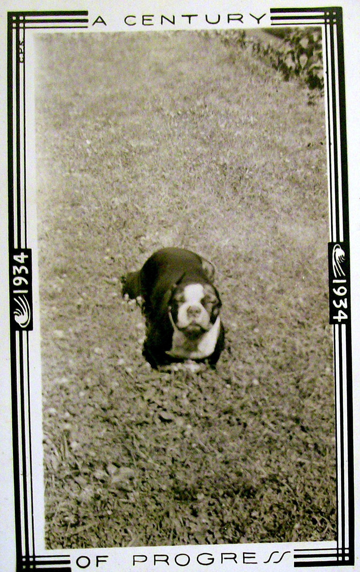 1933 Century of Progress, Dog Running Photograph