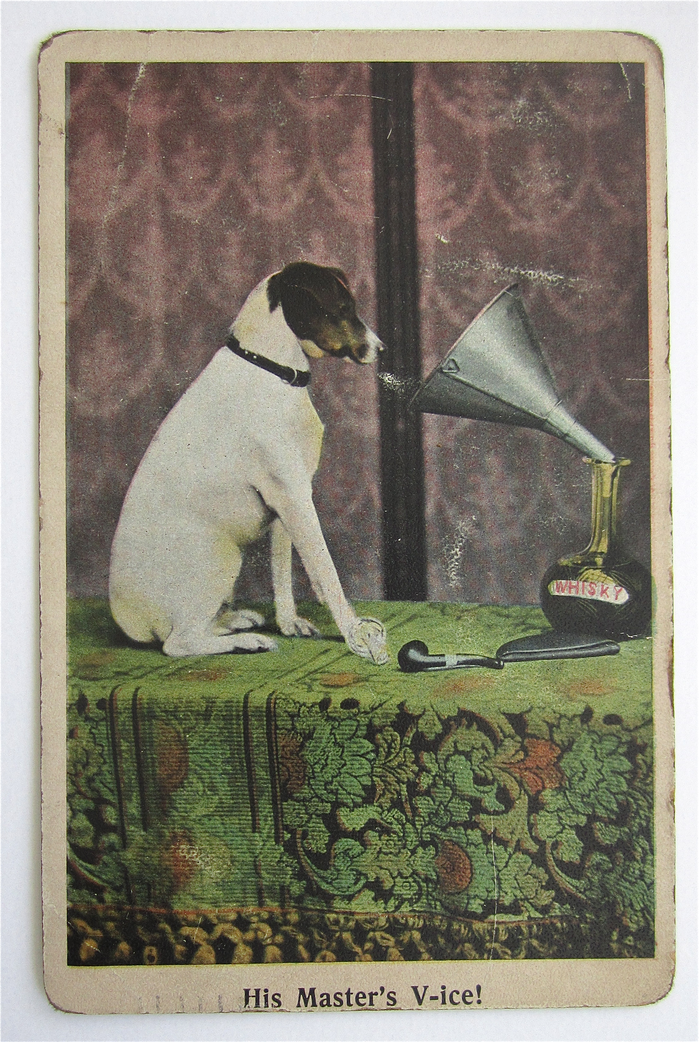 Dog Looking At Funnel With Whisky Postcard