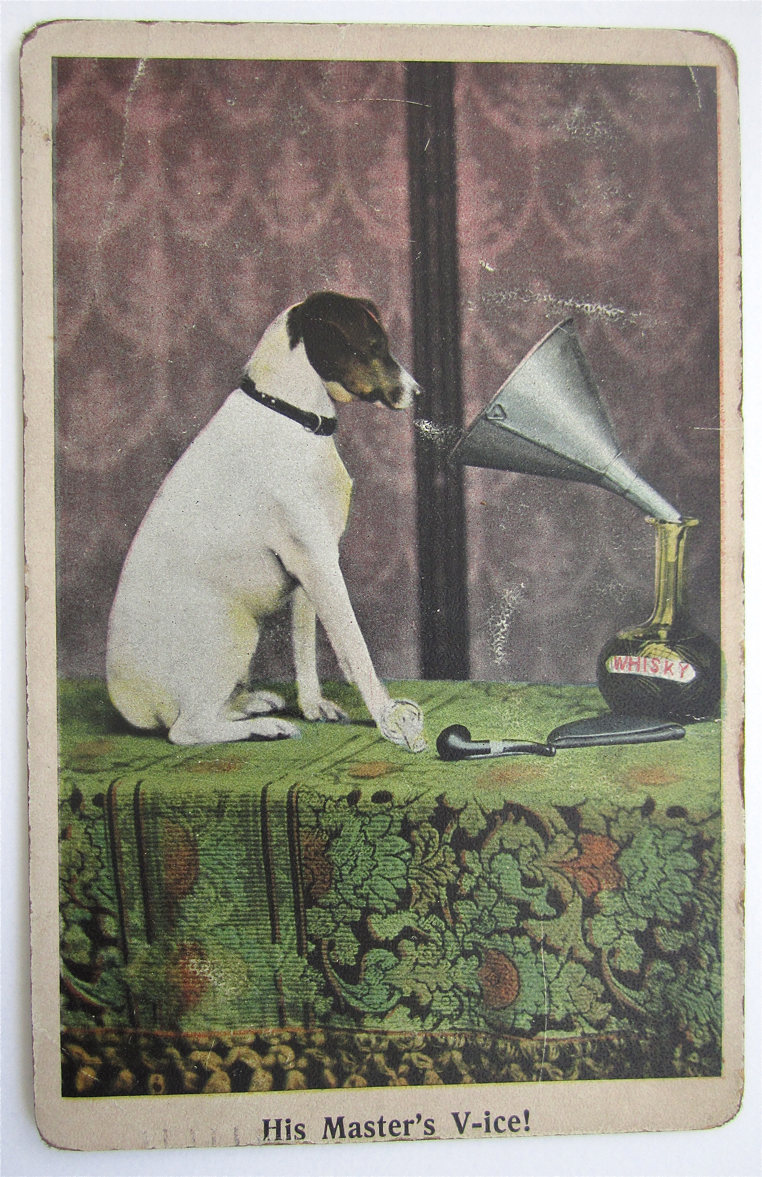 Dog Looking At Funnel With Whisky Postcard