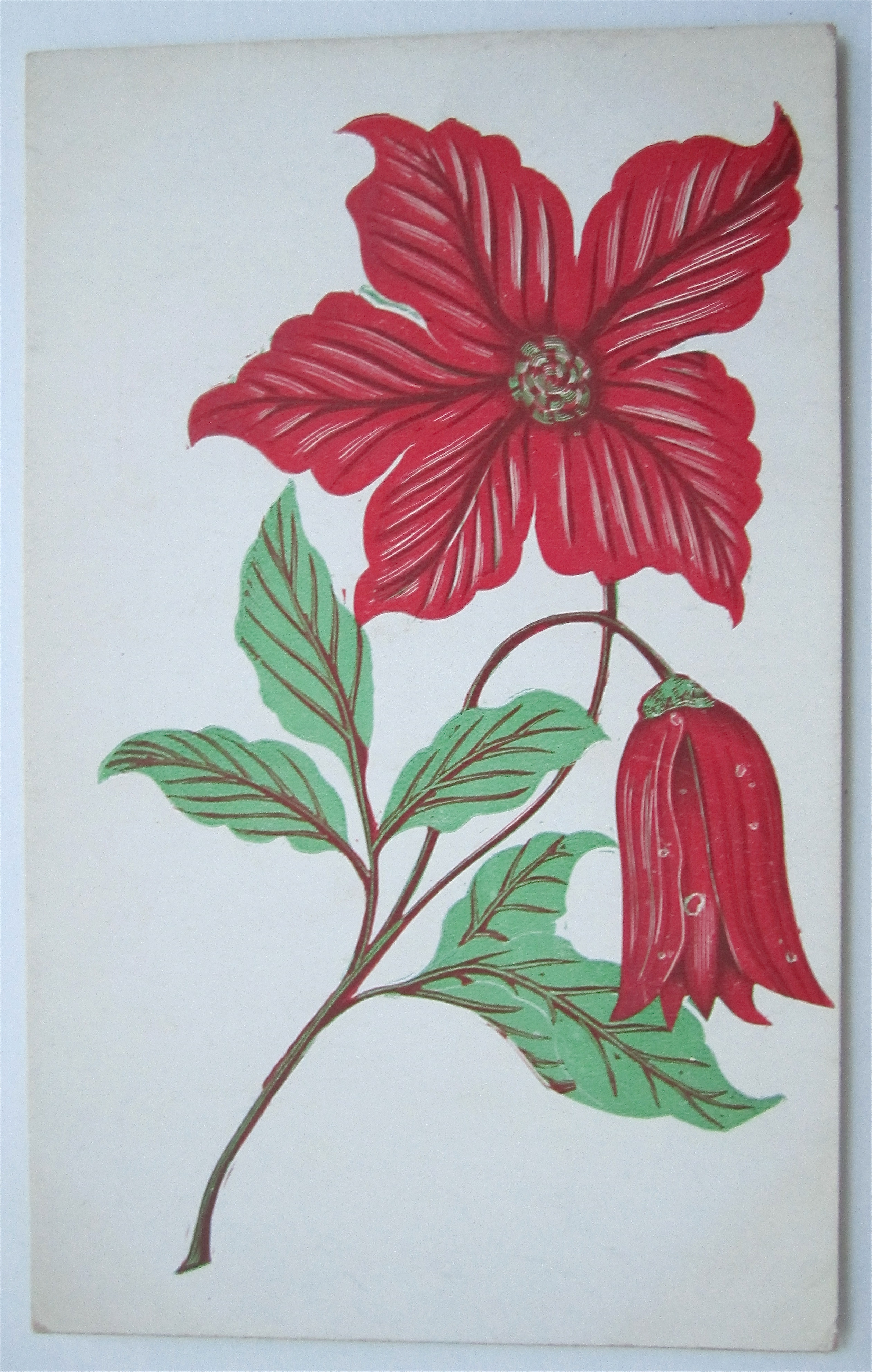 Red Poinsettia Flower Postcard