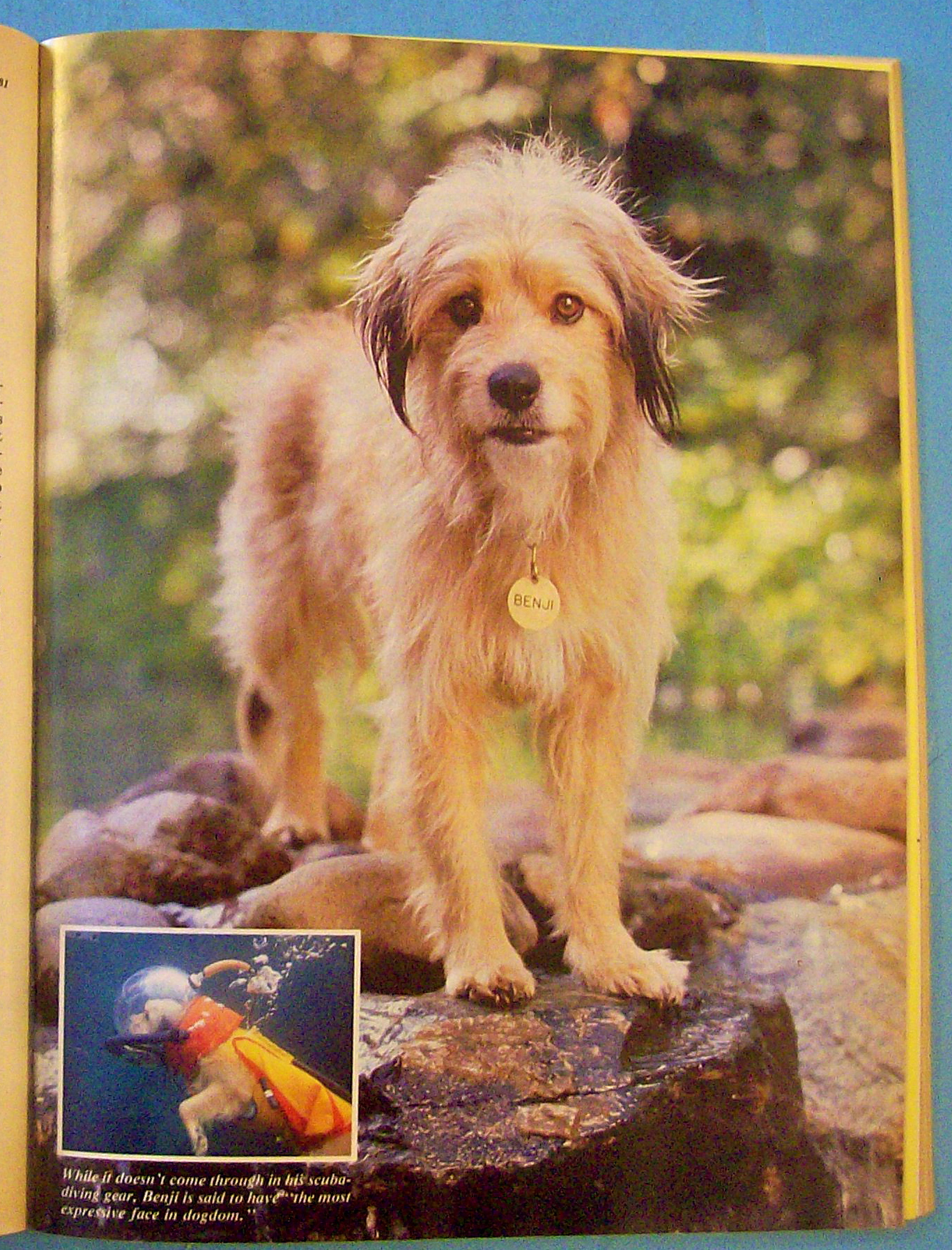 Saturday Evening Post Magazine March 1981 Benji The Dog