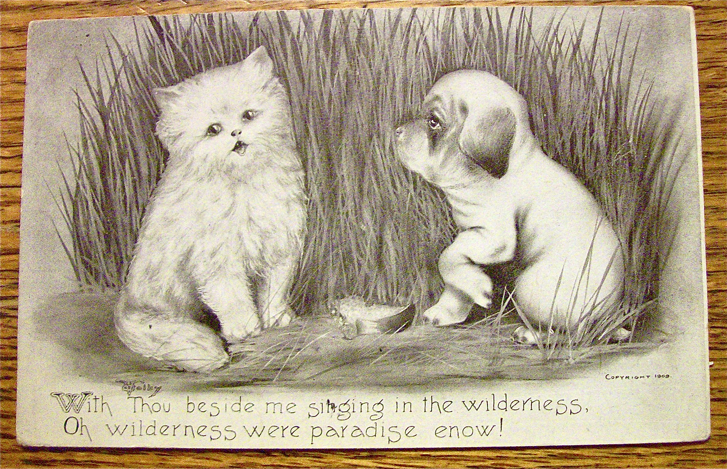 Dog Staring At A Cat While The Cat Looks Away Postcard