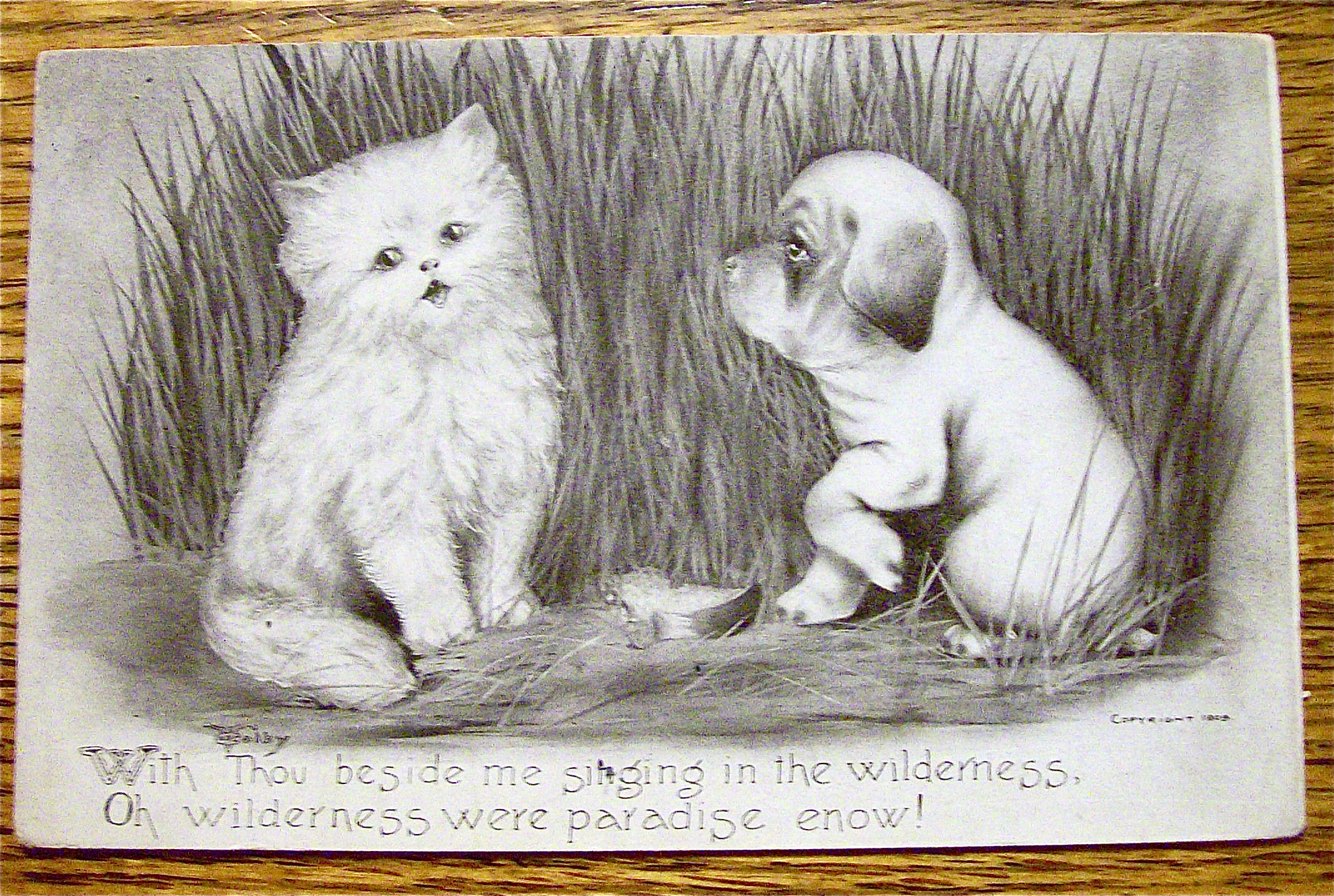 Dog Staring At A Cat While The Cat Looks Away Postcard