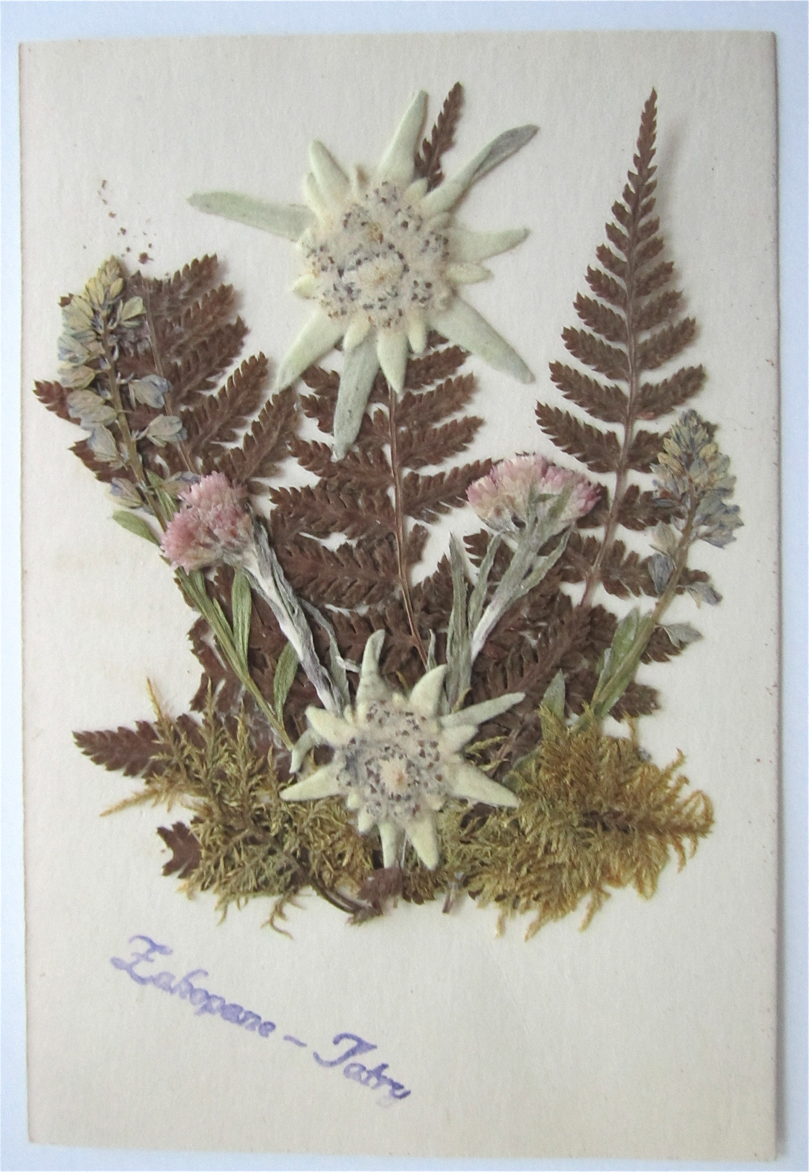 Dried Flowers Postcard