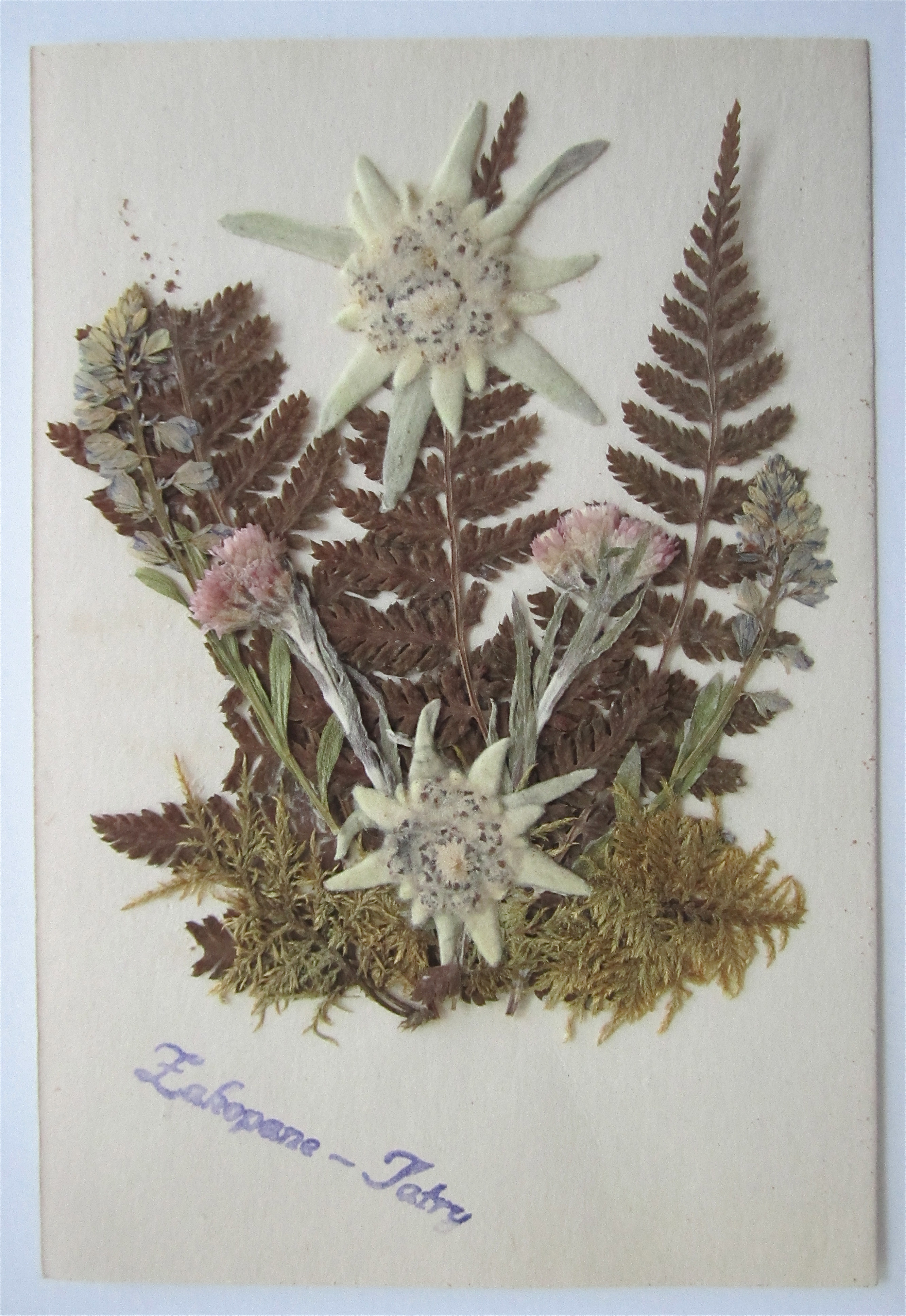 Dried Flowers Postcard