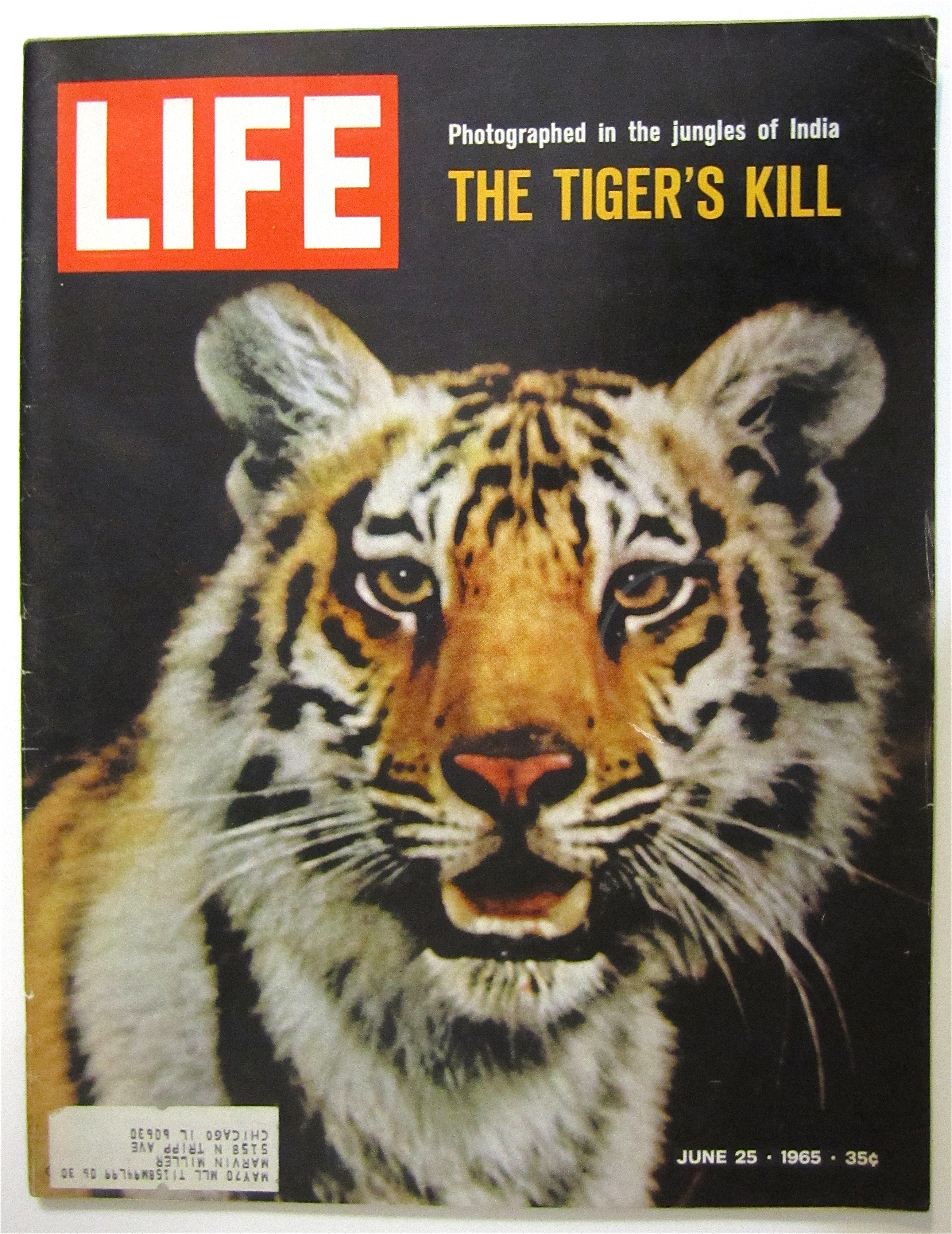 Life Magazine June 25, 1965 The Tiger's Kill