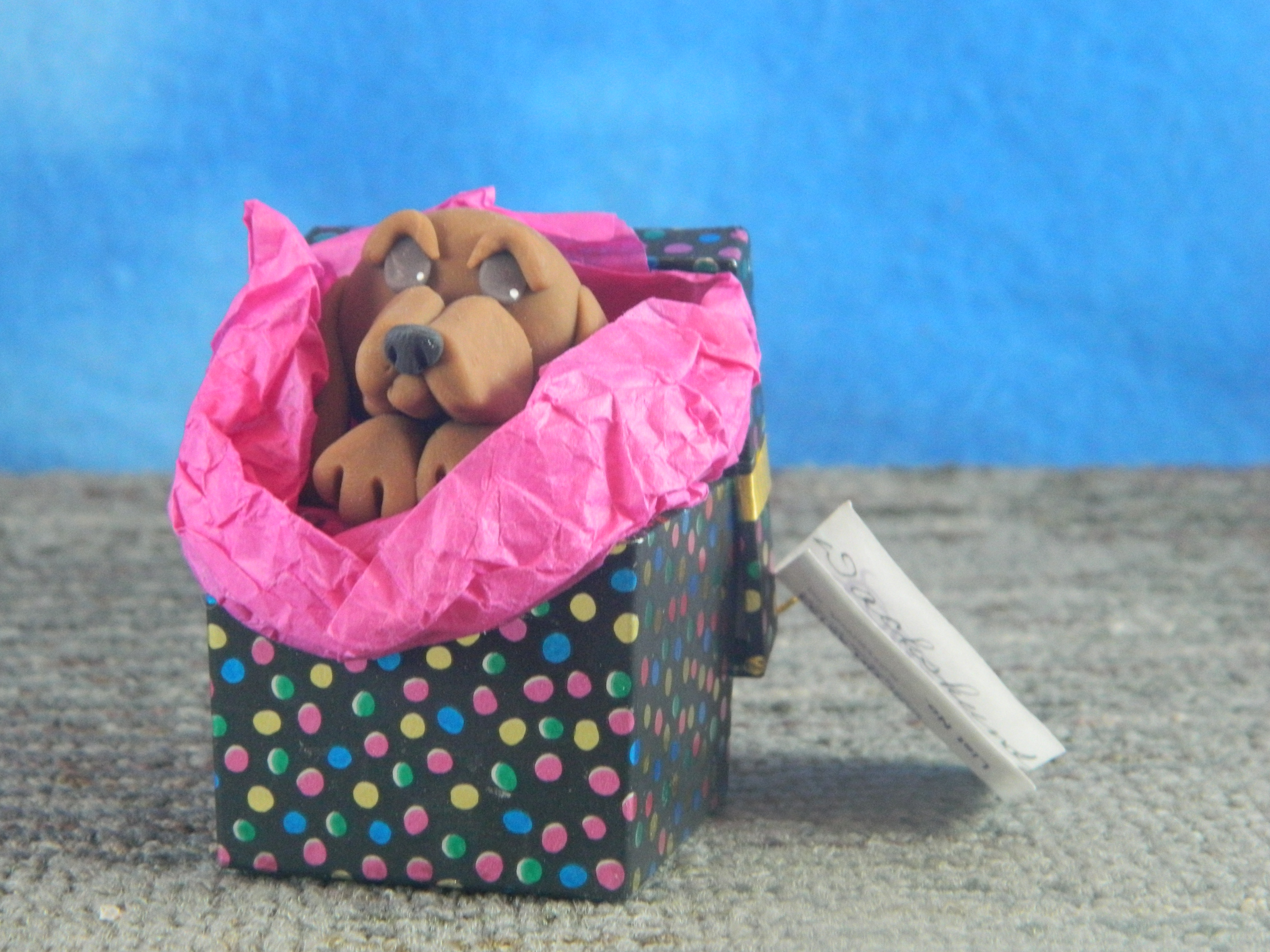 Cecile Dashshund in a Box