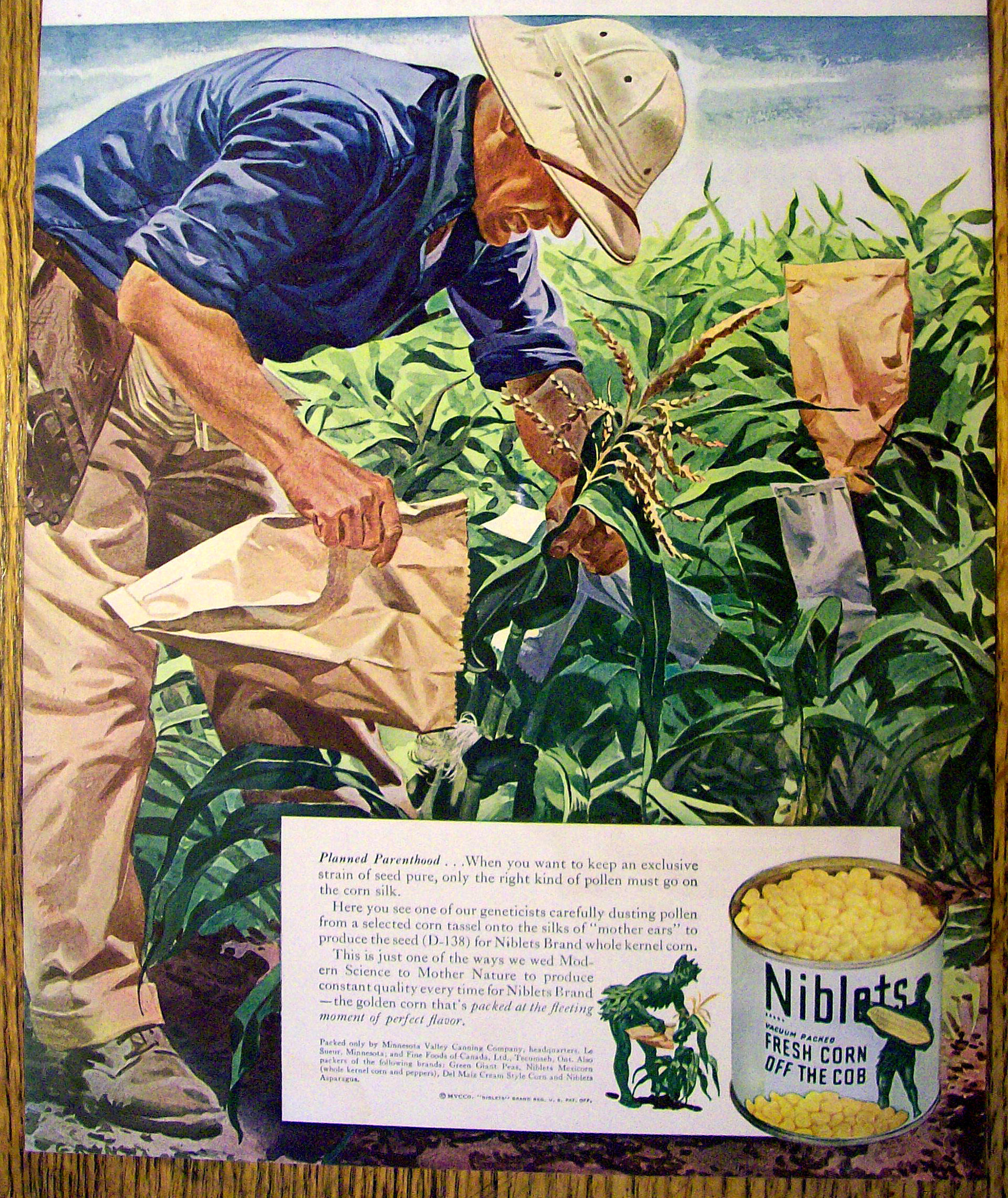 1944 Green Giant Corn